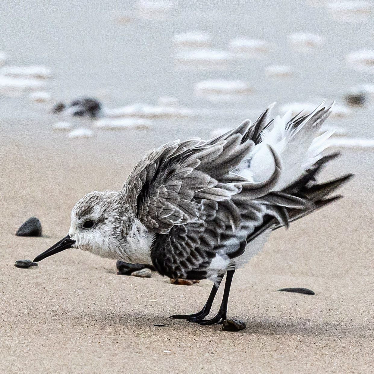 Sanderling, Marilyn Monroe-style. #birdspam #canoneosr6 #eosr6 #canon600mmf11 #northsea