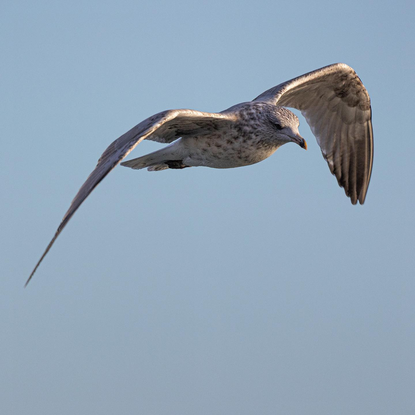 More #birdspam #practice #canoneosr6 #eosr6 #canon600mmf11