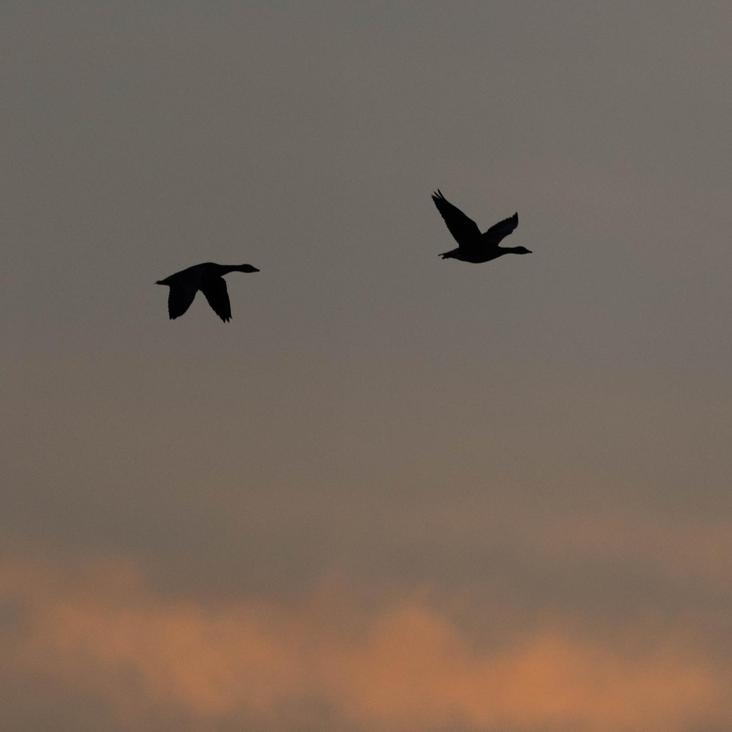 #canoneosr6 #eosr6 #canon600mmf11