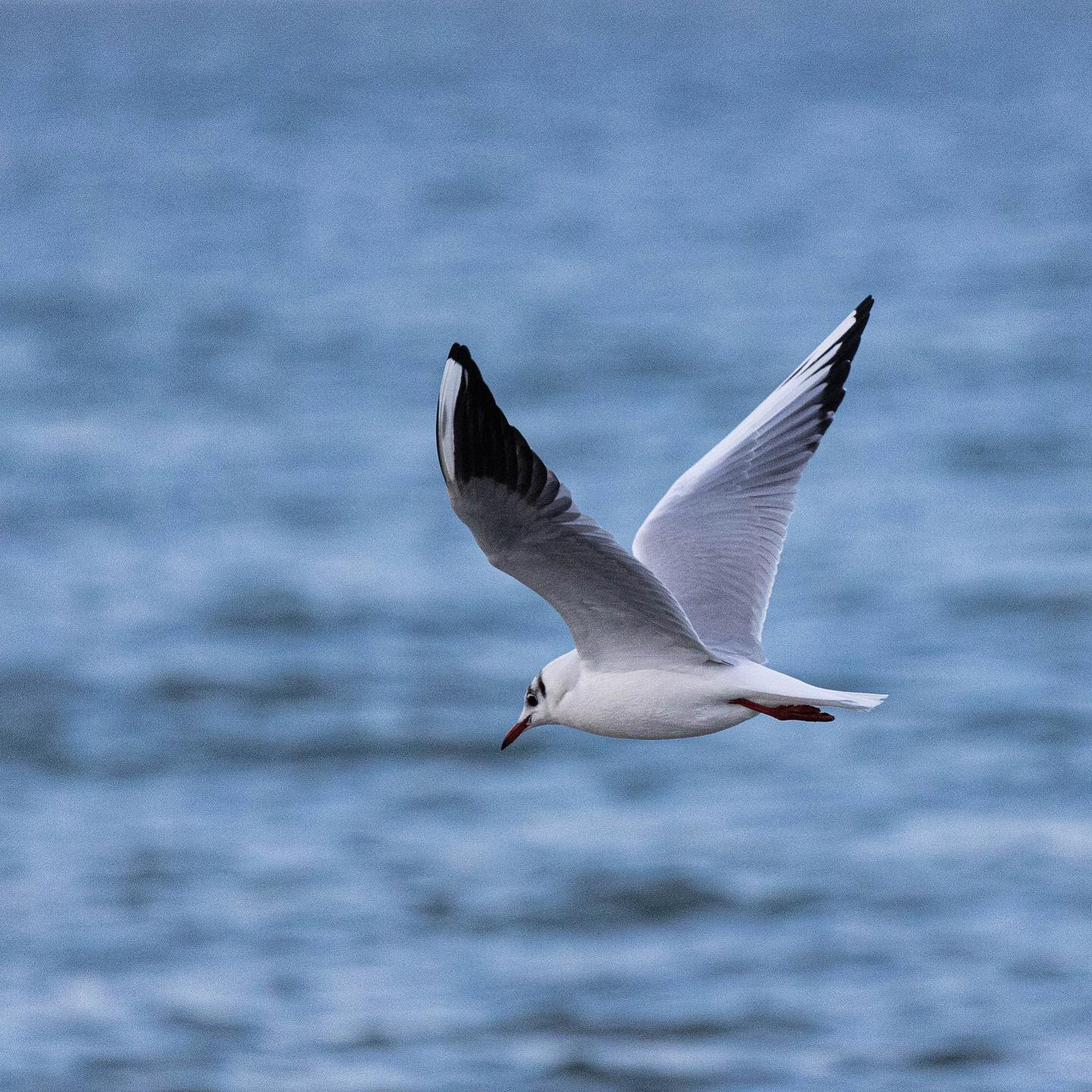 More birdies. #canoneosr6 #eosr6 #canon600mmf11