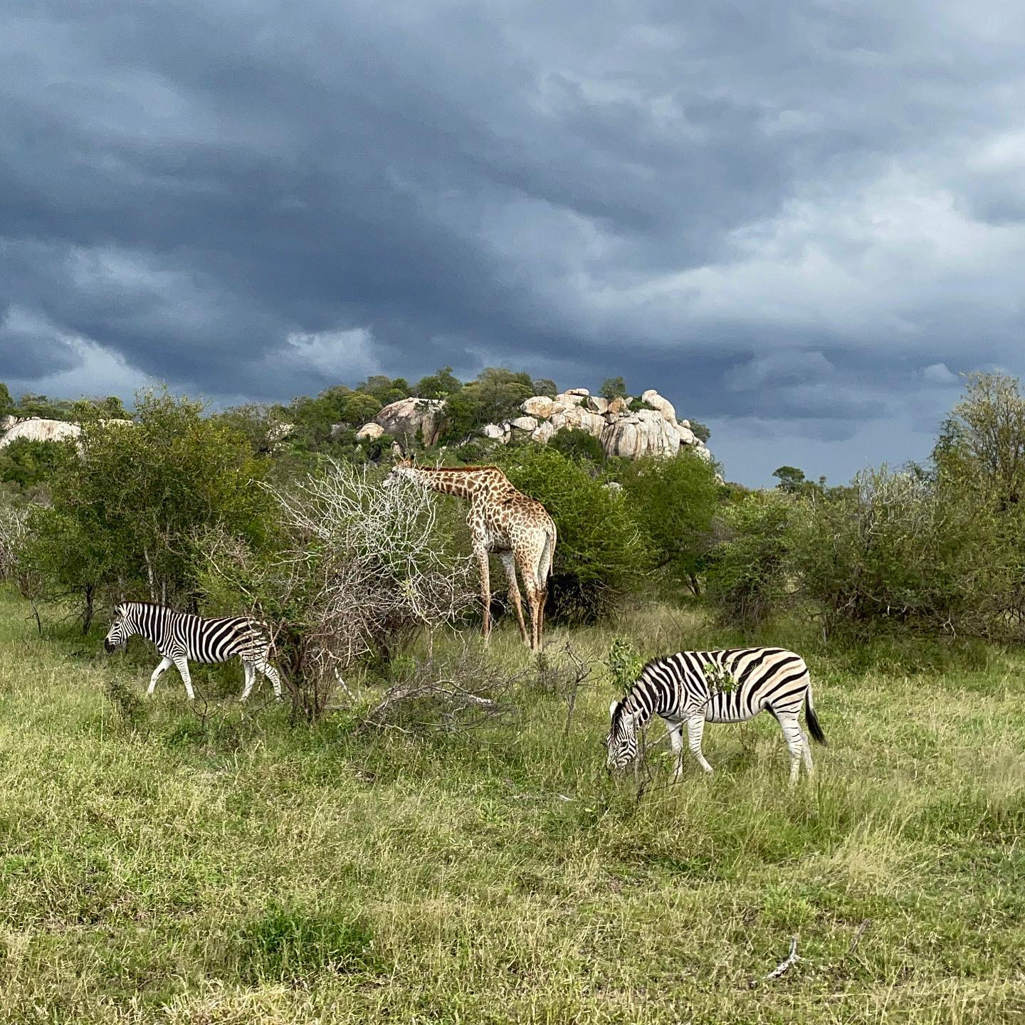 I bless the rains down in Africa. #shotwithiphone #krugernationalpark