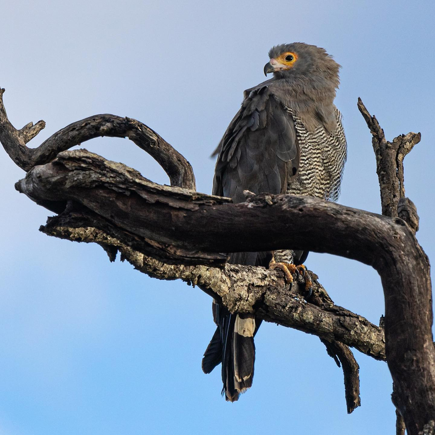 African Harrier Hawk. @tanda.tula #safari #birdsofinstagram  #birdsofafrica #canoneosr6 #eosr6 #canon600mmf11 @chris_bates_safaris