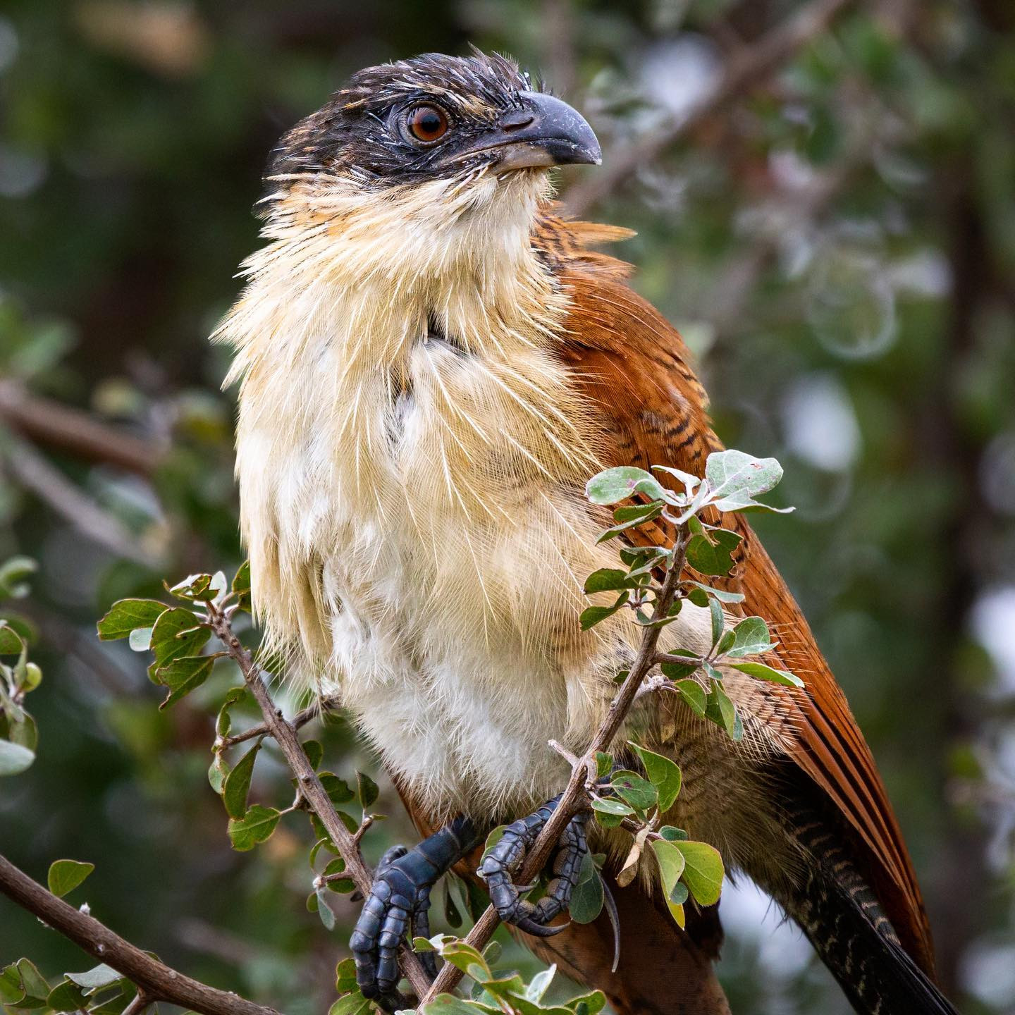 Burchell’s Coucal. @tanda.tula #safari #birdsofinstagram #birdsofafrica #canoneosr6 #eosr6 #canon600mmf11 @chris_bates_safaris
