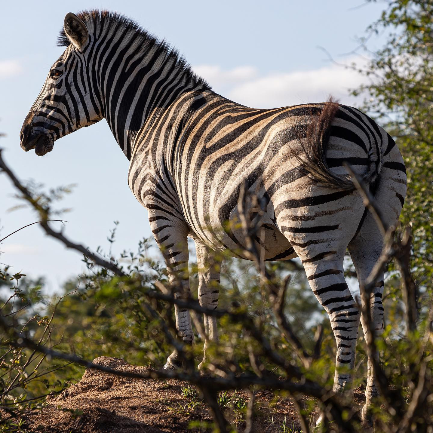 Zebra posing at sunset. @sabisabireserve #safari #zebrasofafrica #canoneosr6 #eosr6 #canon70300mm at 200mm #zebrasofinstagram  #zebrasofafrica @chris_bates_safaris
