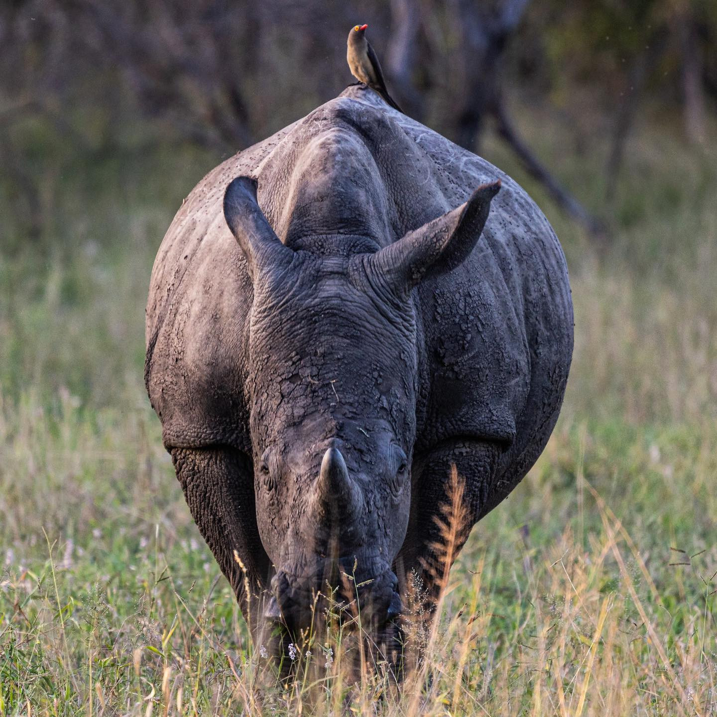 Oxpecker driving a Rhino. @sabisabireserve #rhinosofafrica #rhinosofinstagram #safari #canoneosr6 #eosr6 #canon600mmf11 #rhinosofinstagram @chris_bates_safaris