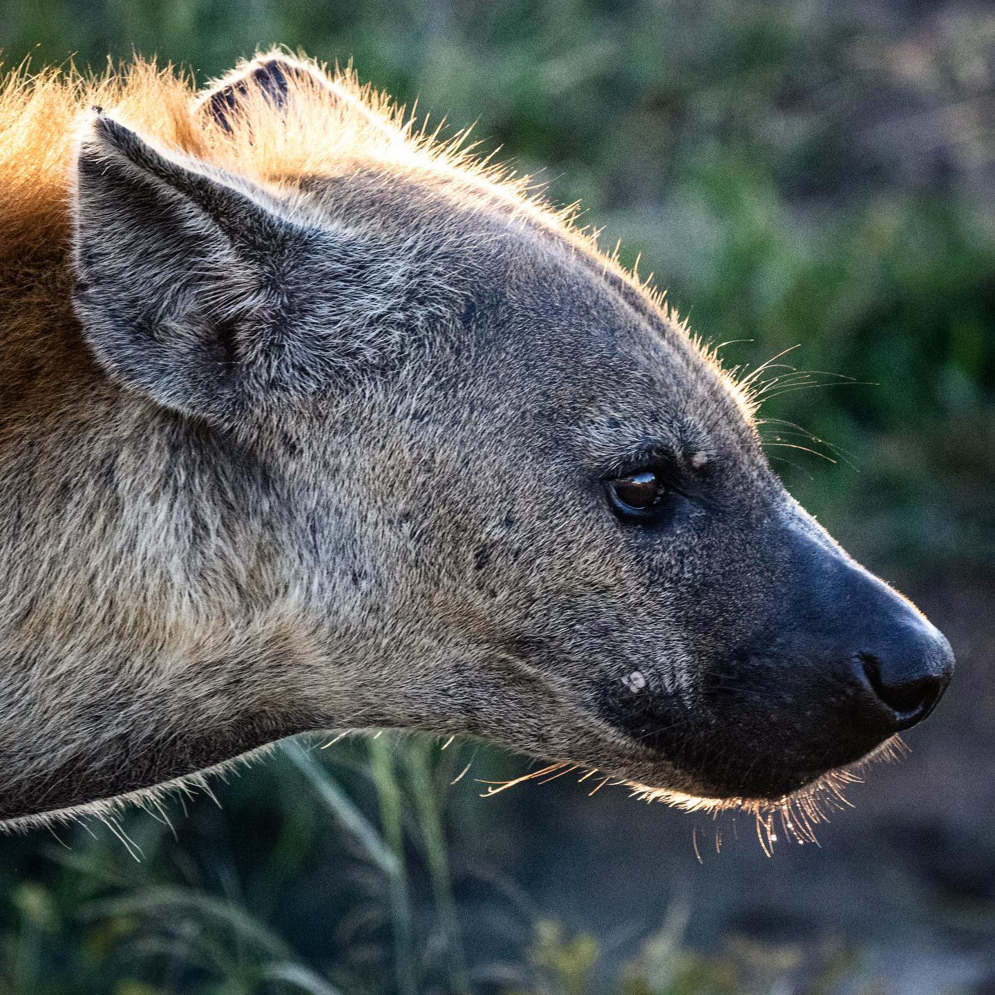 Hyena. #safari @sabisabireserve #canoneosr6 #eosr6 #canon600mmf11 @chris_bates_safaris