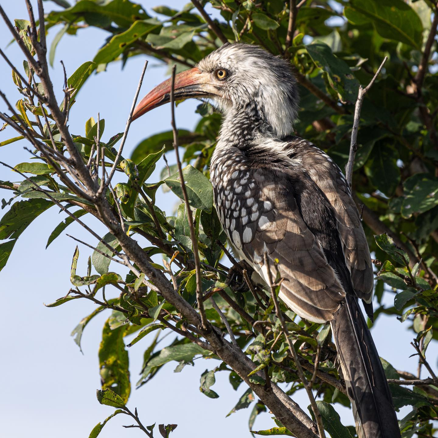 Red billed hornbill. #safari @sabisabireserve #birdsofinstagram #birdsofafrica #canoneosr6 #eosr6 #canon600mmf11 @chris_bates_safaris