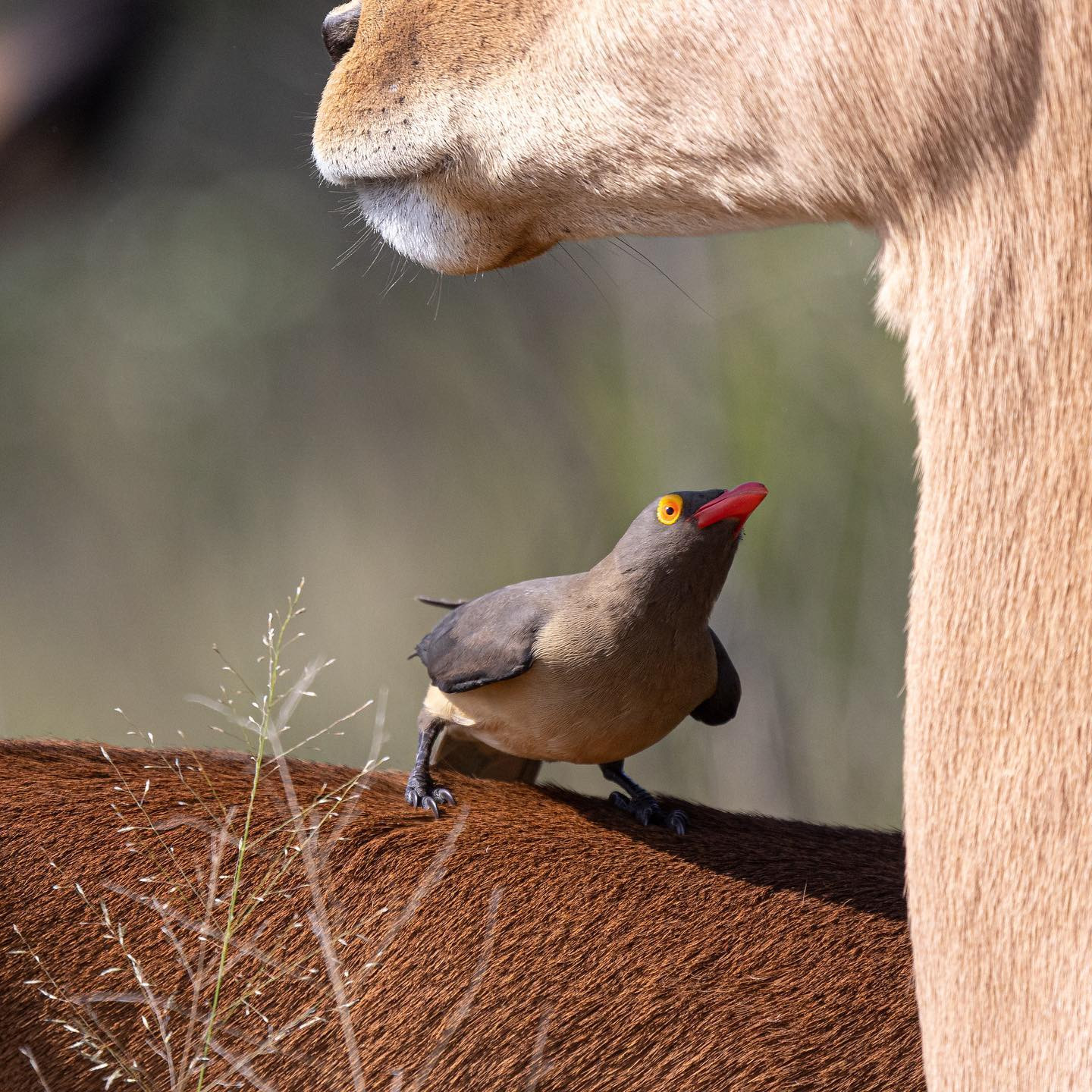 Oxpecker. #safari @krugernationalpark  #birdsofinstagram #birdsofafrica #oxpecker #canoneosr6 #eosr6 #canon600mmf11 @chris_bates_safaris