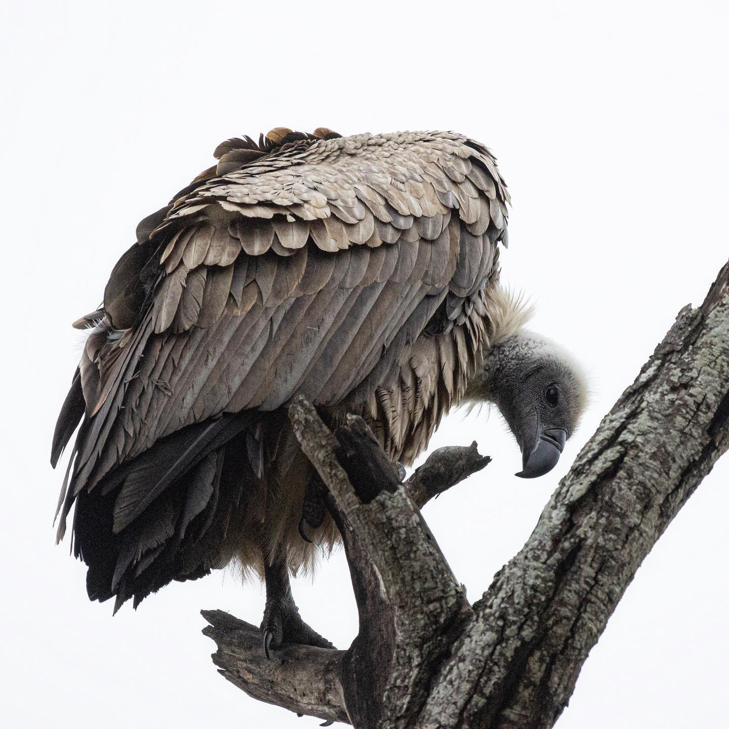 White backed vulture. #safari @sabisabi #birdsofinstagram #birdsofafrica #canoneosr6 #eosr6 #canon600mmf11 @chris_bates_safaris