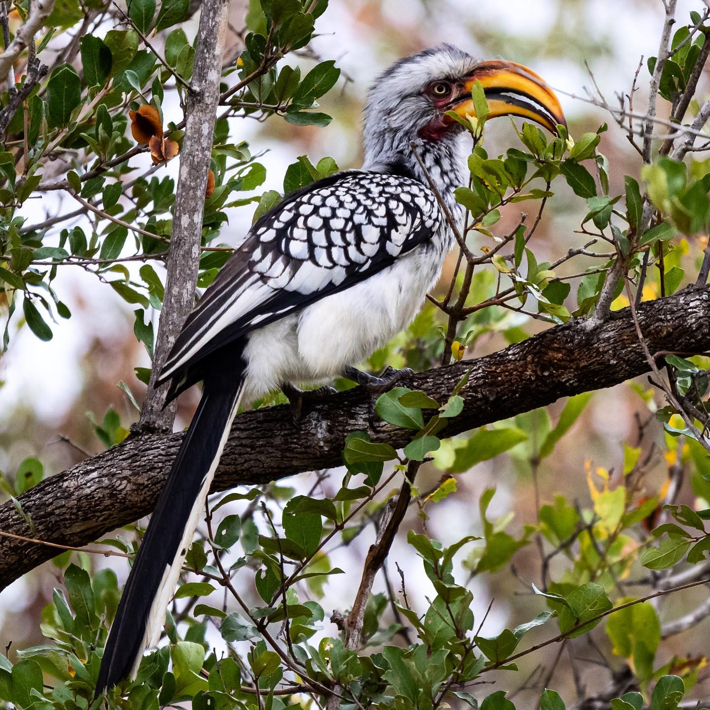 Kaffertoko (Southern yellow-billed hornbill). @tanda.tula #birdsofinstagram #birdsofafrica #canoneosr6 #eosr6 #canon600mmf11 @chris_bates_safaris