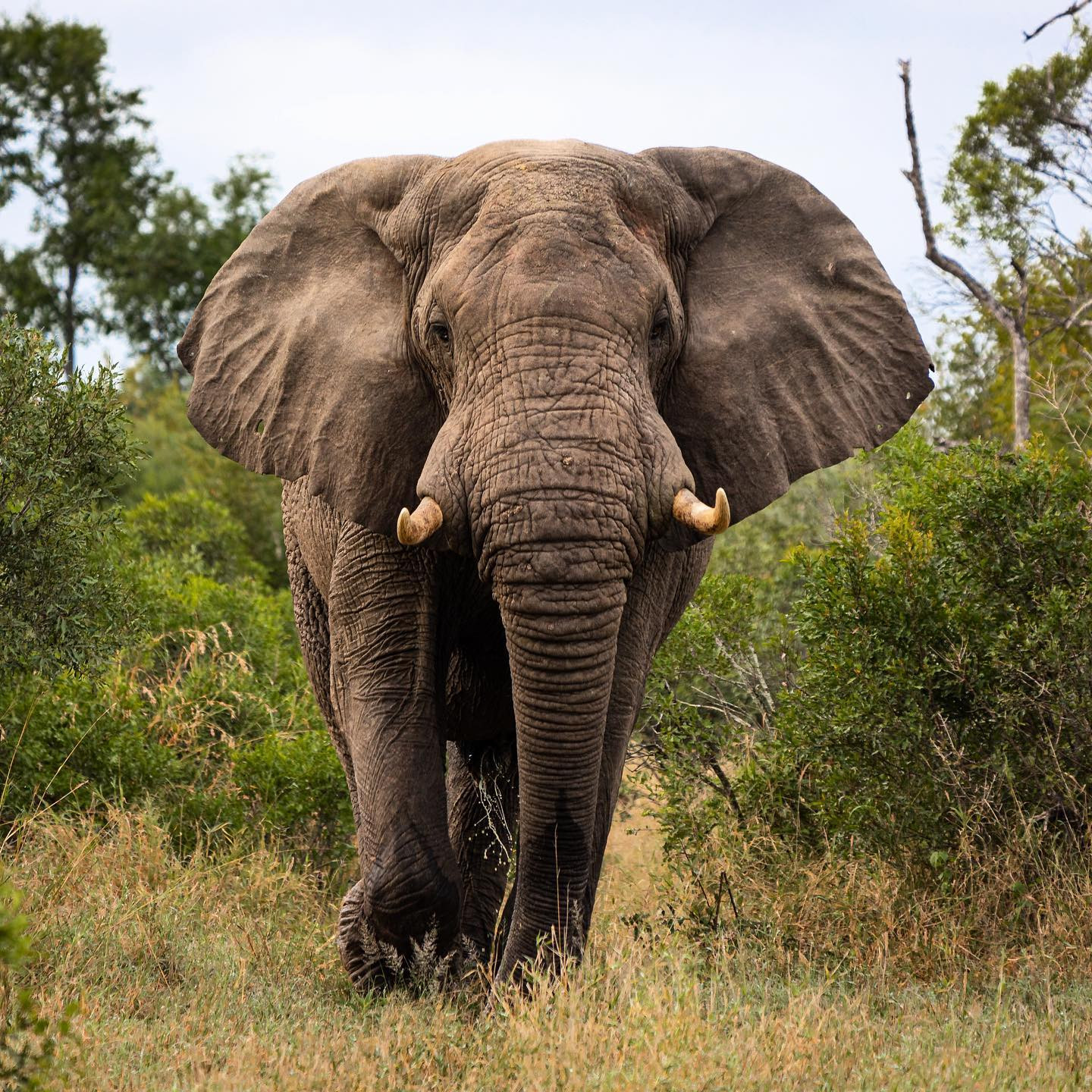 Male elephant - probably somewhat in musth and not particularly happy. #safari @sabisabireserve #elephantsofinstagram #elephantsofafrica #canoneosr6 #eosr6 #canon70300mm at 262mm @chris_bates_safaris