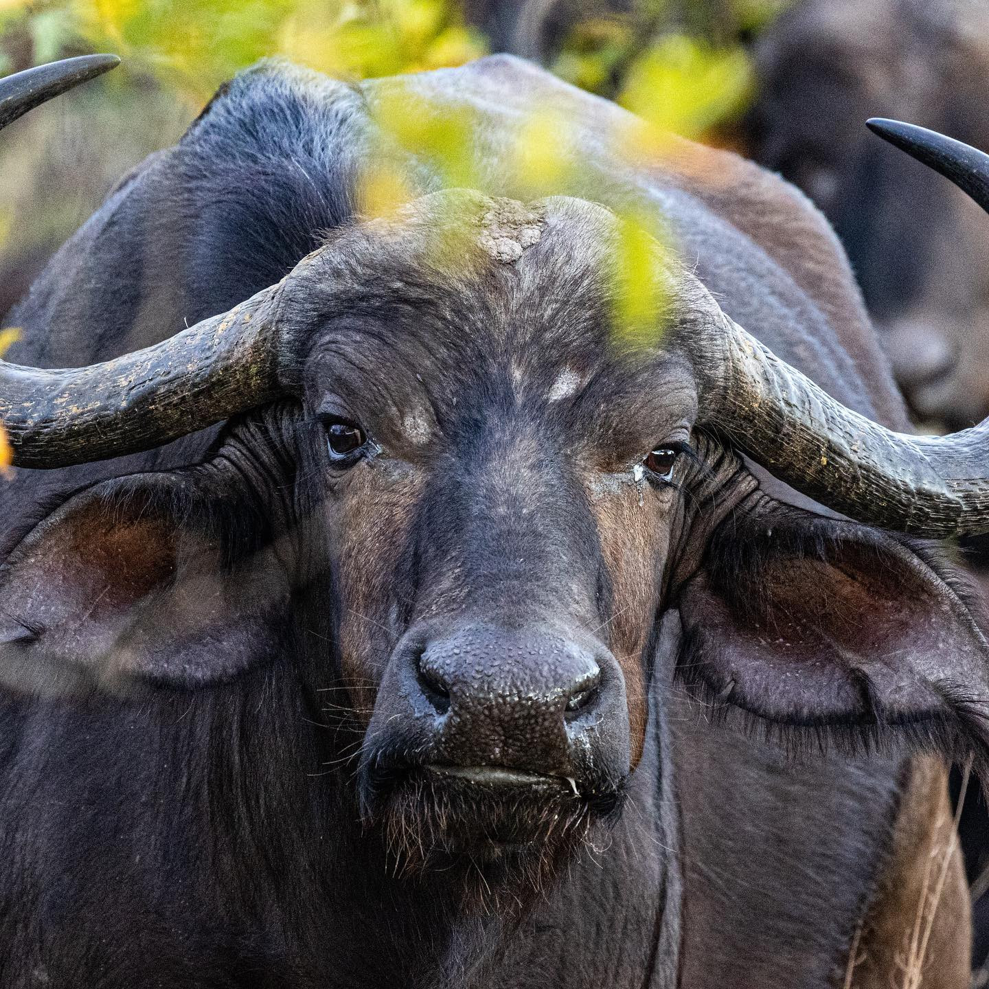 Buffalo. #safari @tanda.tula #canoneosr6 #eosr6 #canon600mmf11 @chris_bates_safaris