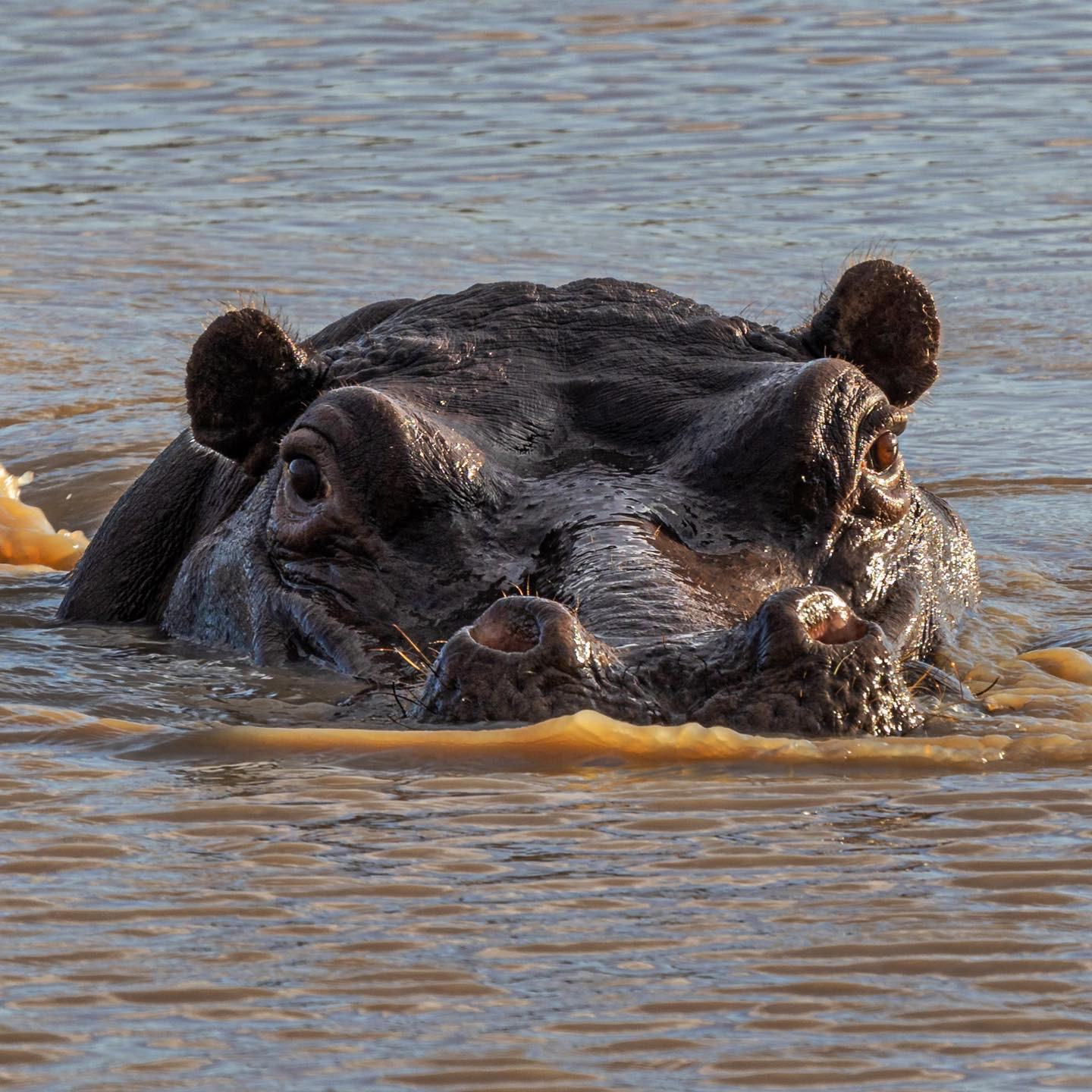 Hippo. #safari @tanda.tula #canoneosr6 #eosr6 #canon600mmf11 @chris_bates_safaris