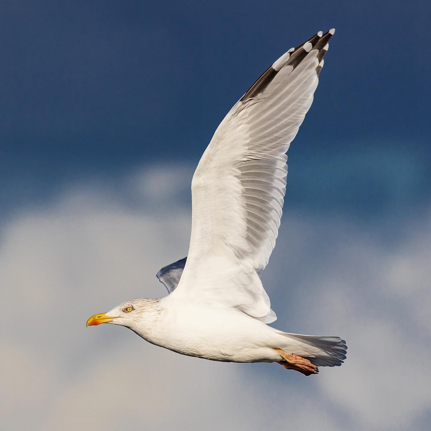 #canoneosr6 #eosr6 #canon600mmf11 #birdsofinstagram #birdphotography #seagullsofinstagram