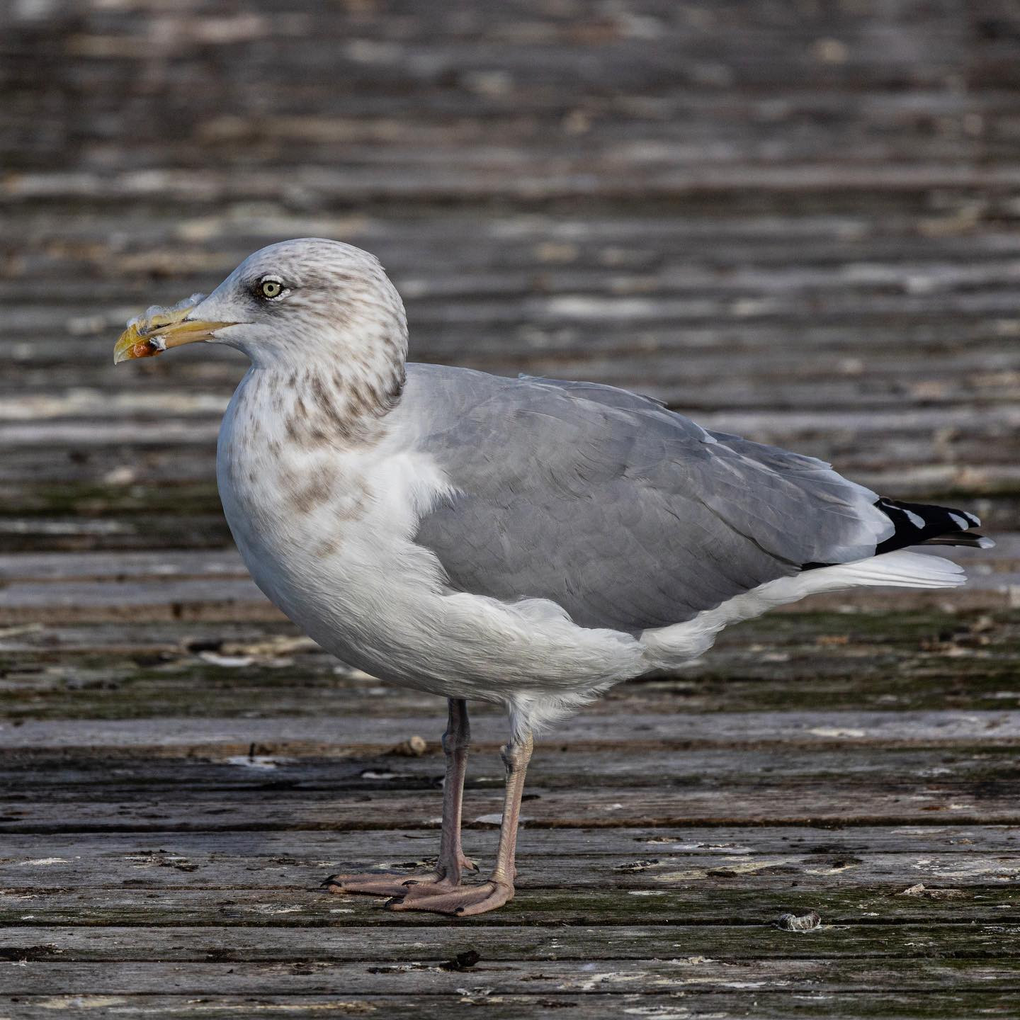 #canoneosr6 #eosr6 #canon600mmf11 #birdsofinstagram #birdphotography #seagullsofinstagram