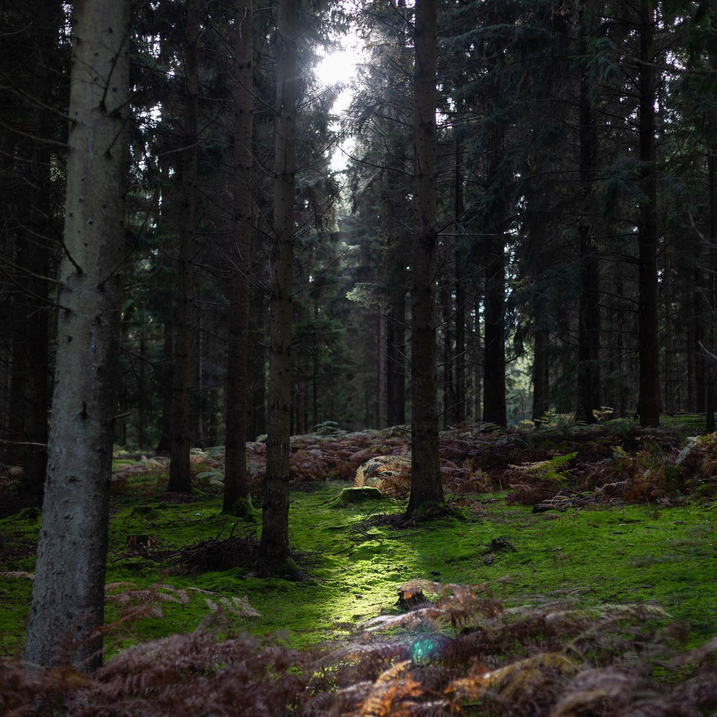 A day in the forrest with the #niftyfiftylens #autumn #canoneosr6 #eosr6 #canon50mm14