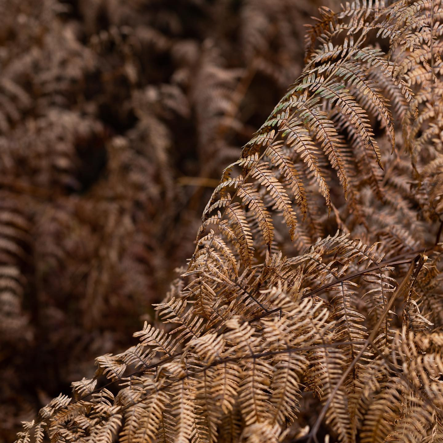 A day in the forrest with the #niftyfiftylens #ferns #autumn #canoneosr6 #eosr6 #canon50mm14