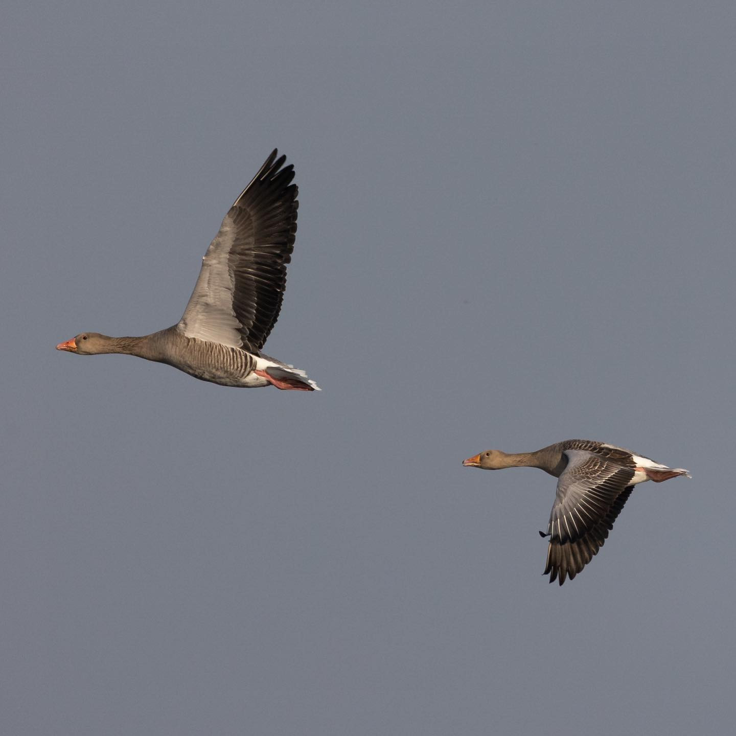 Greylag geese. #canoneosr6 #eosr6 #canon600mmf11 #birdsofinstagram #birdphotography #geeseofinstagram