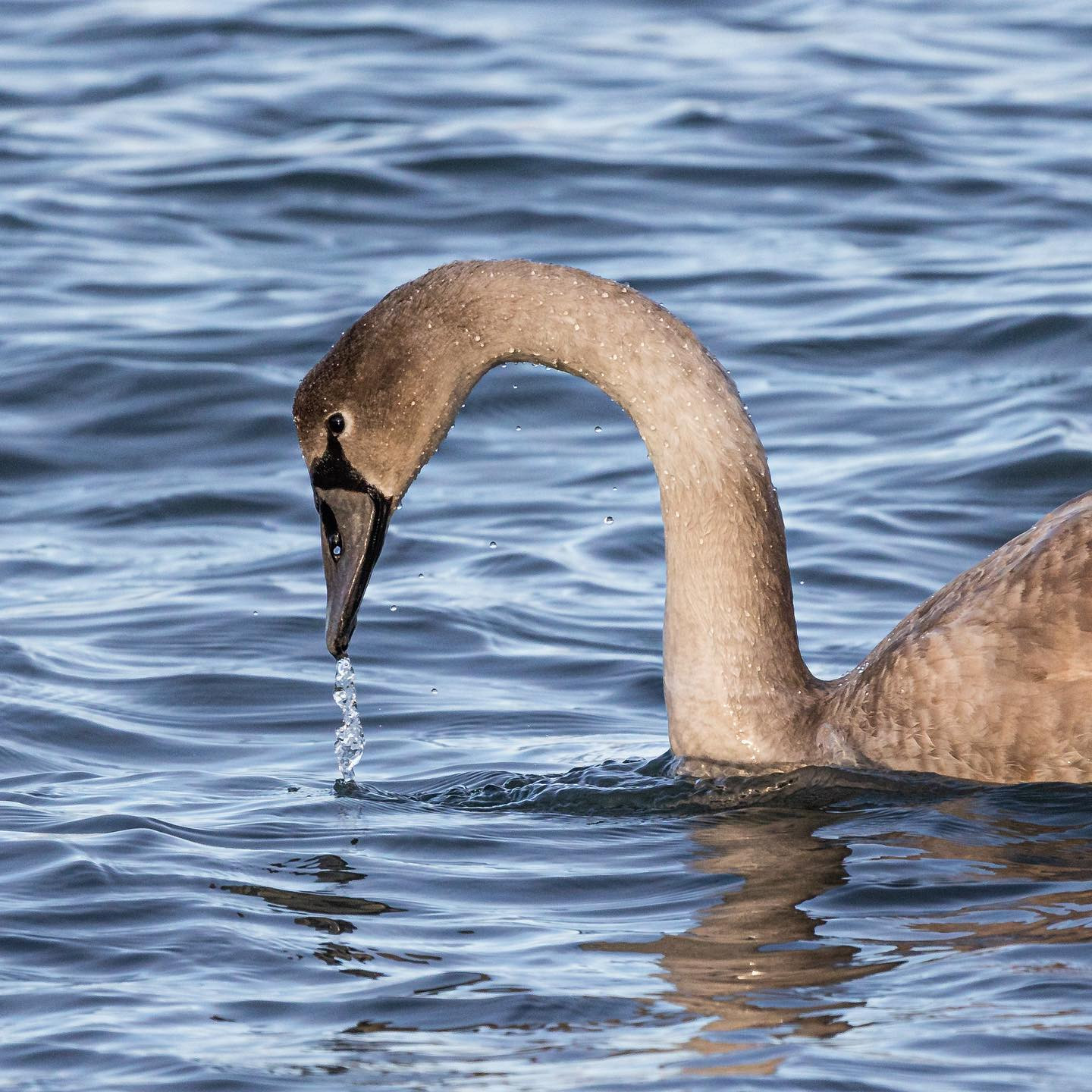 #swan #canoneosr6 #eosr6 #canon600mmf11 #birdsofinstagram #birdphotography