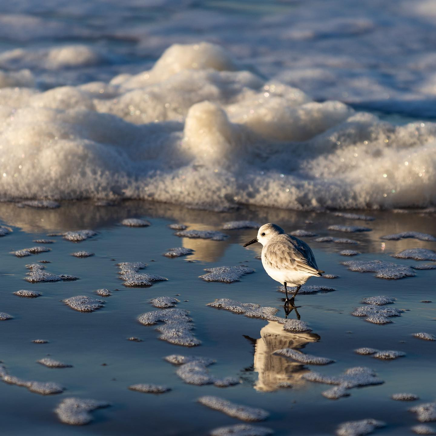 #canoneosr6 #eosr6 #canon70300mm #northsea #sanderling #birdsofinstagram #birdphotography