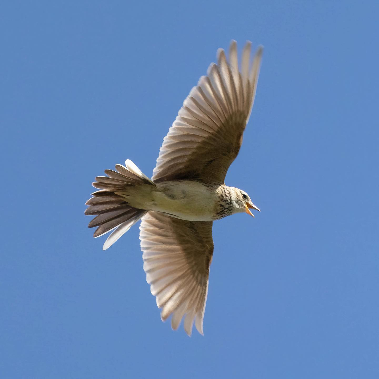#lark (lærke) #larksofinstagram #canoneosr6 #eosr6 #canon600mmf11 #birdsofinstagram #birdphotography