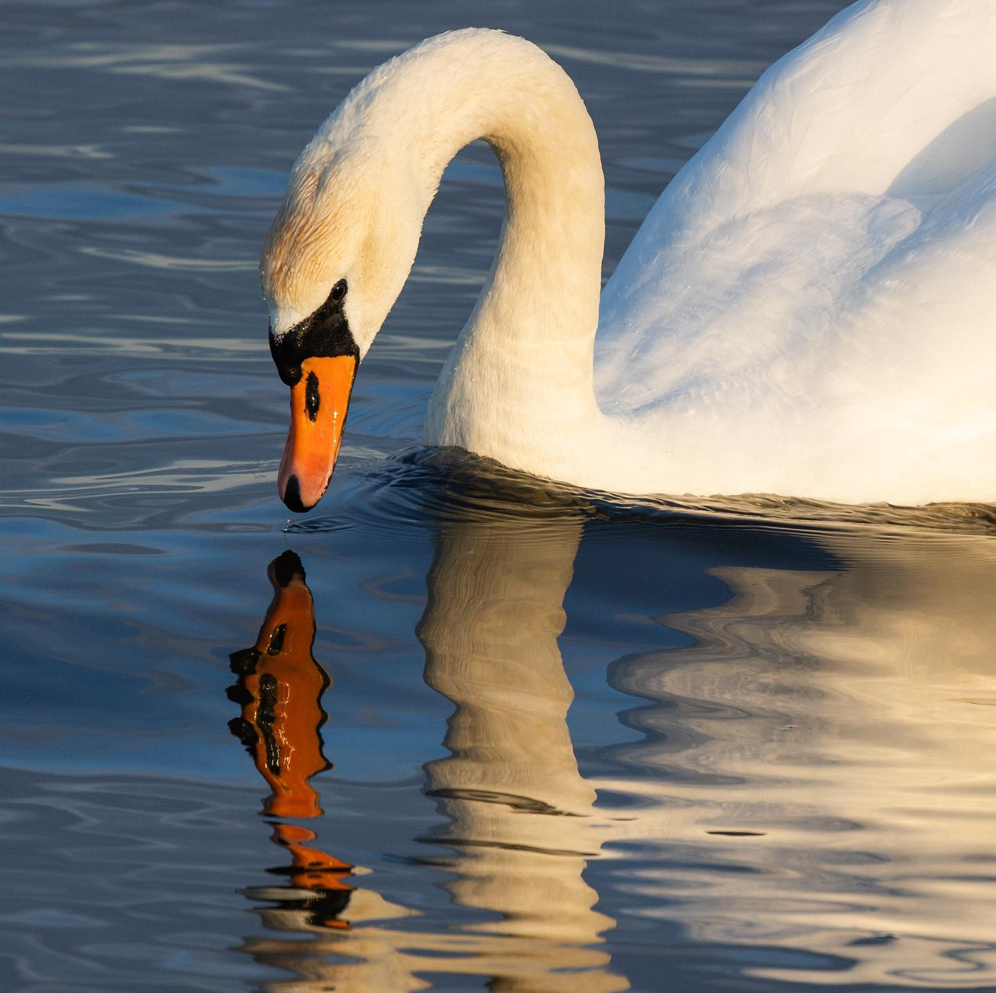Mirror mirror… #swansofinstagram #canoneosr6 #eosr6 #canon600mmf11