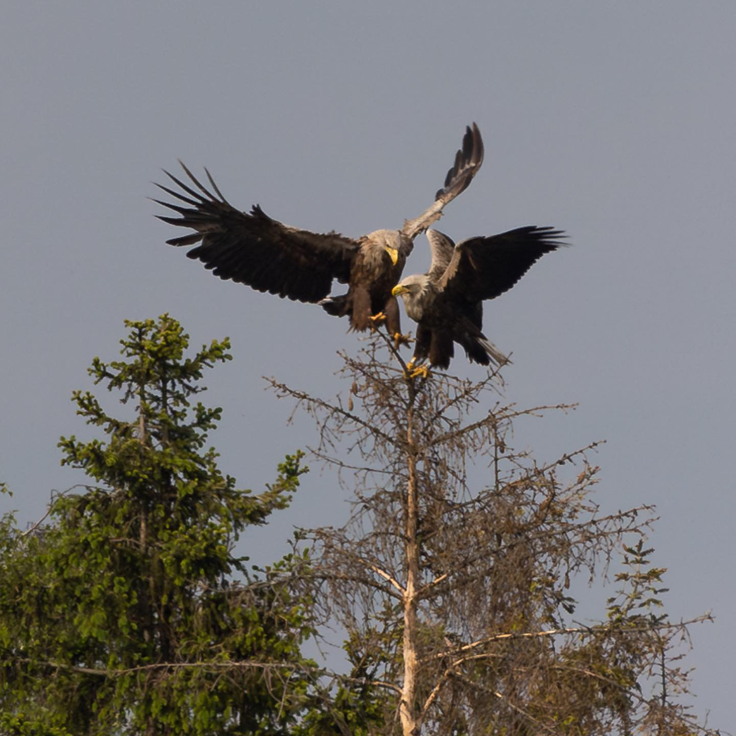 I know. Too far away, too cropped, too sharpened. But come on – sea eagles man! #seaeaglesofinstagram #birdsofinstagram #canoneosr6 #eosr6 #canon600mmf11 #birdphotography