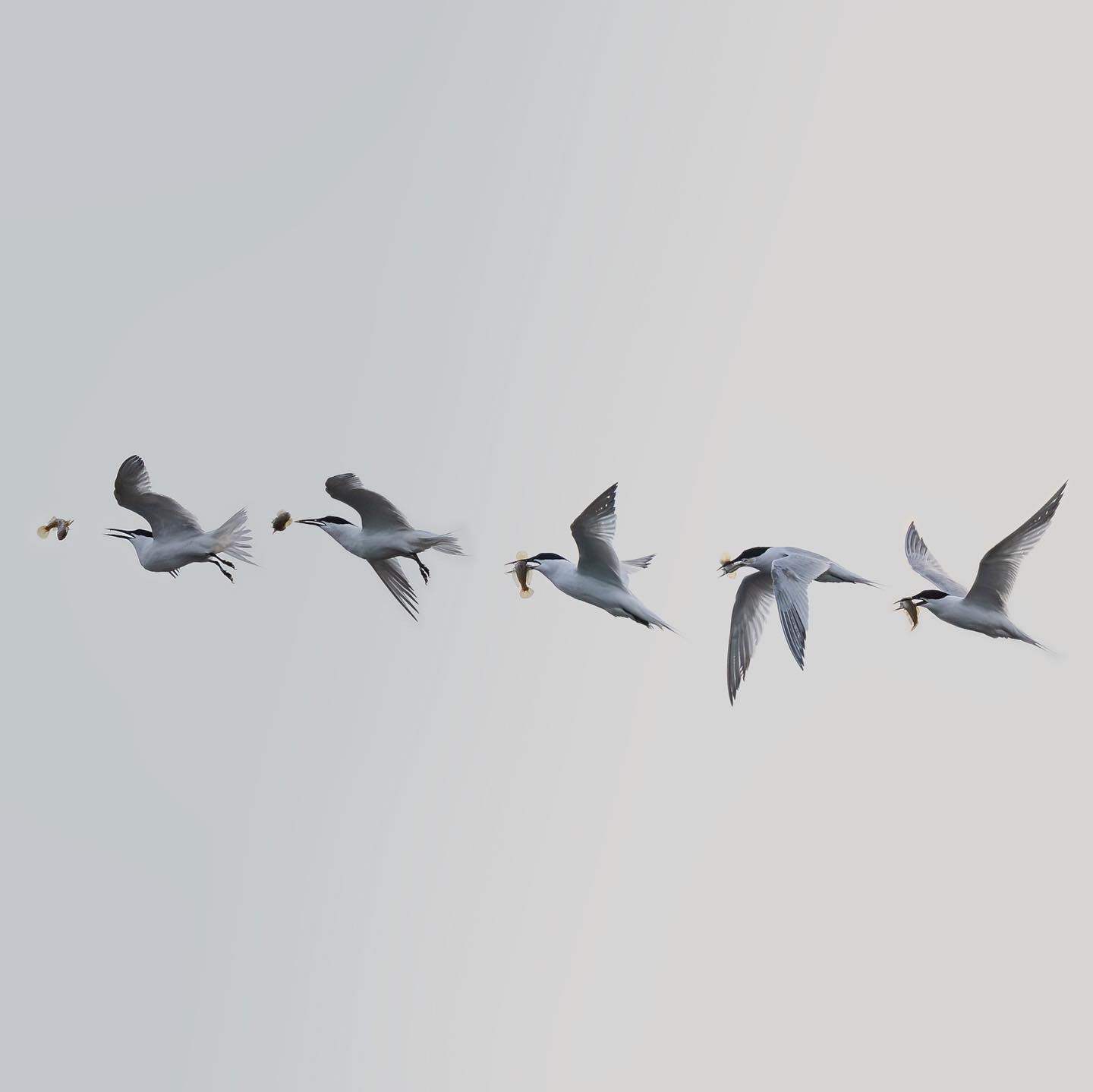 Darn it! #ternsofinstagram #burst #birdsofinstagram #canoneosr6 #eosr6 #canon600mmf11 #photoshopped #birdphotography