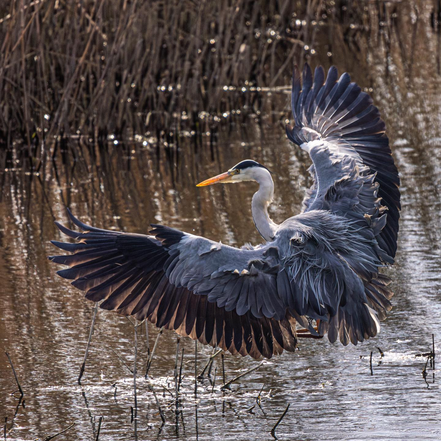 Grey Heron (fiskehejre). #heronsofinstagram #birdsofinstagram #canoneosr6 #eosr6 #canon600mmf11 #birdphotography