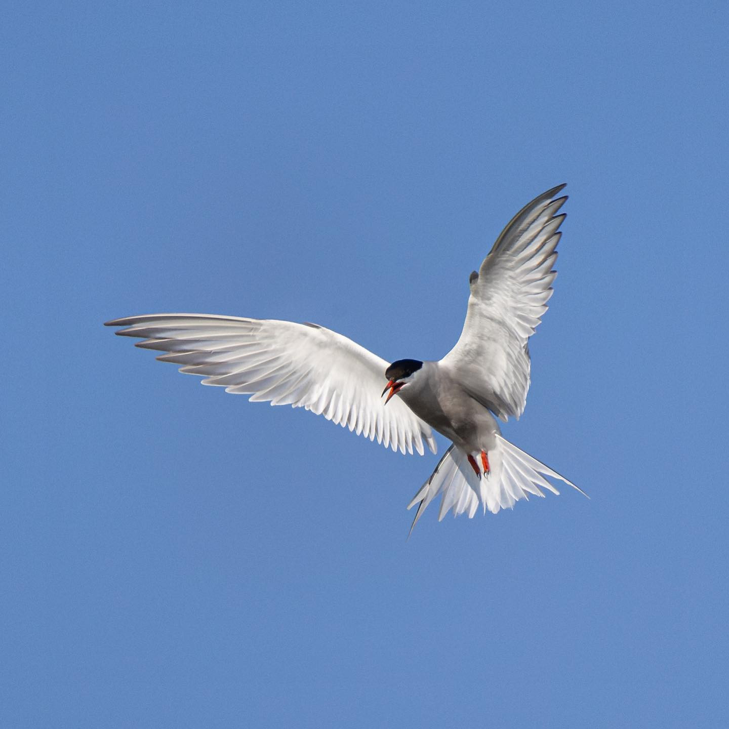 Common tern in a pretty bad mood. #ternsofinstagram #birdsofinstagram #canoneosr6markii #eosr6markii #canon600mmf11 #birdphotography