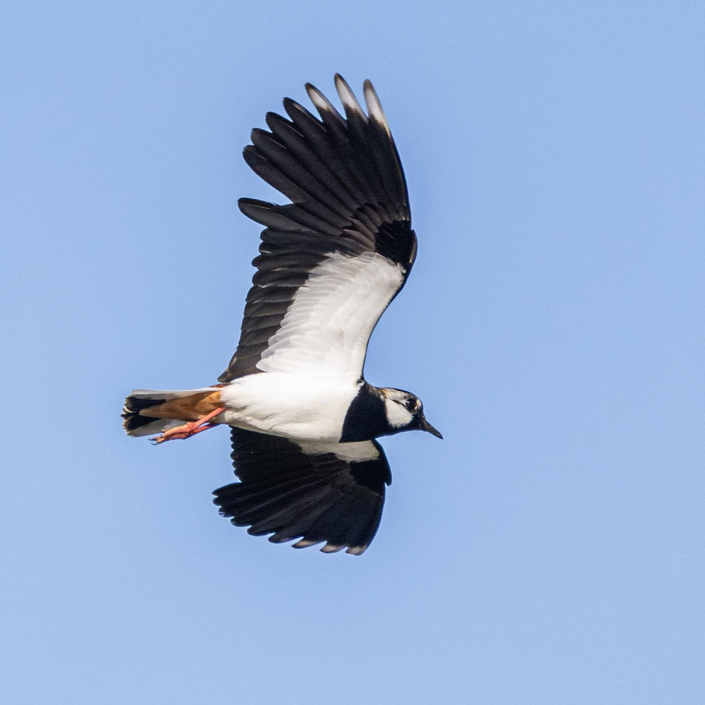 More Northern lapwing (Vibe). #lapwingsofinstagram #birdsofinstagram #canoneosr6markii #eosr6markii #canon600mmf11