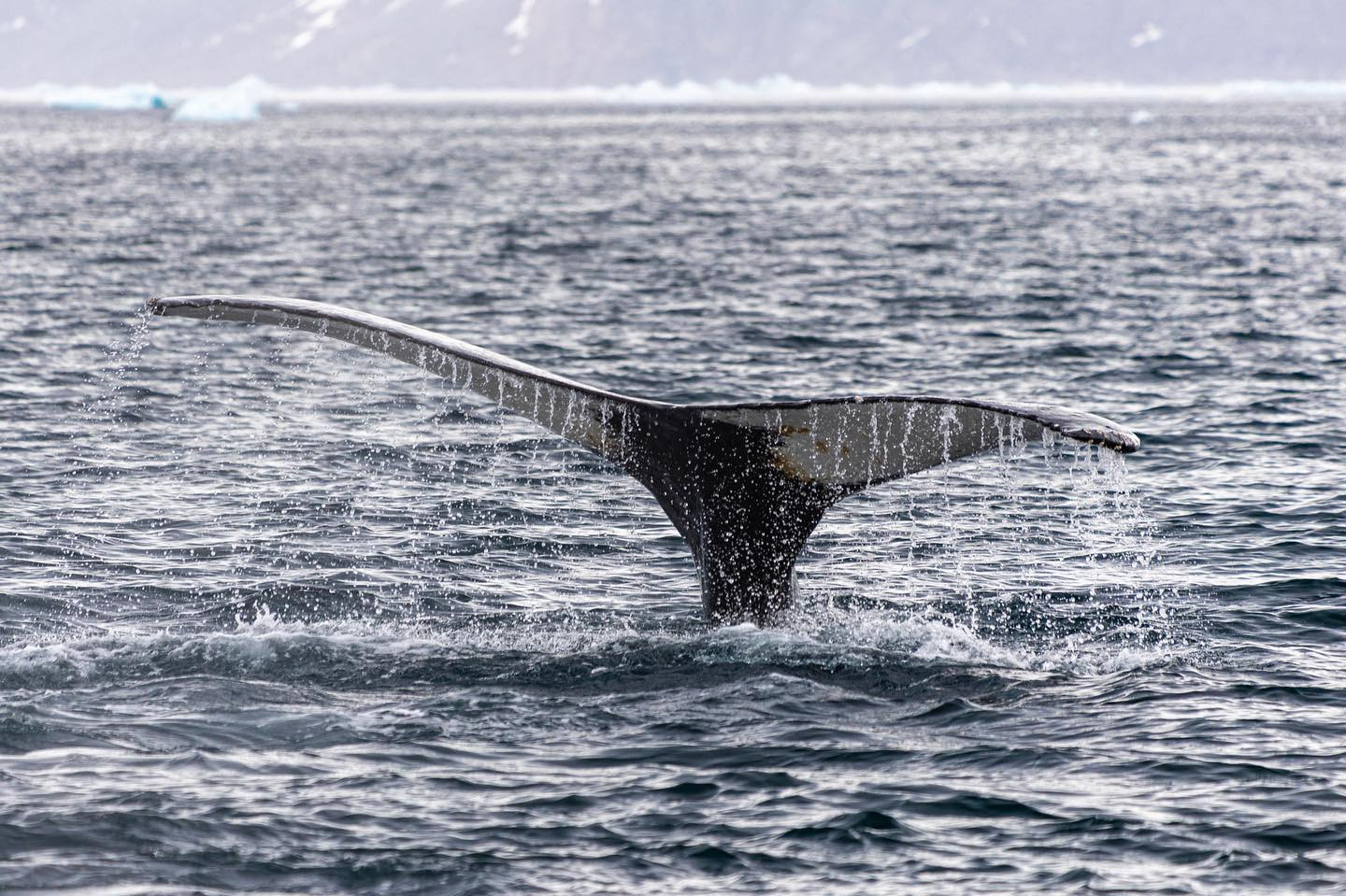 #humpbackwhale #greenland #canoneosr6markii #eosr6markii #canon600mmf11 #whalesofinstagram @worldofgreenland