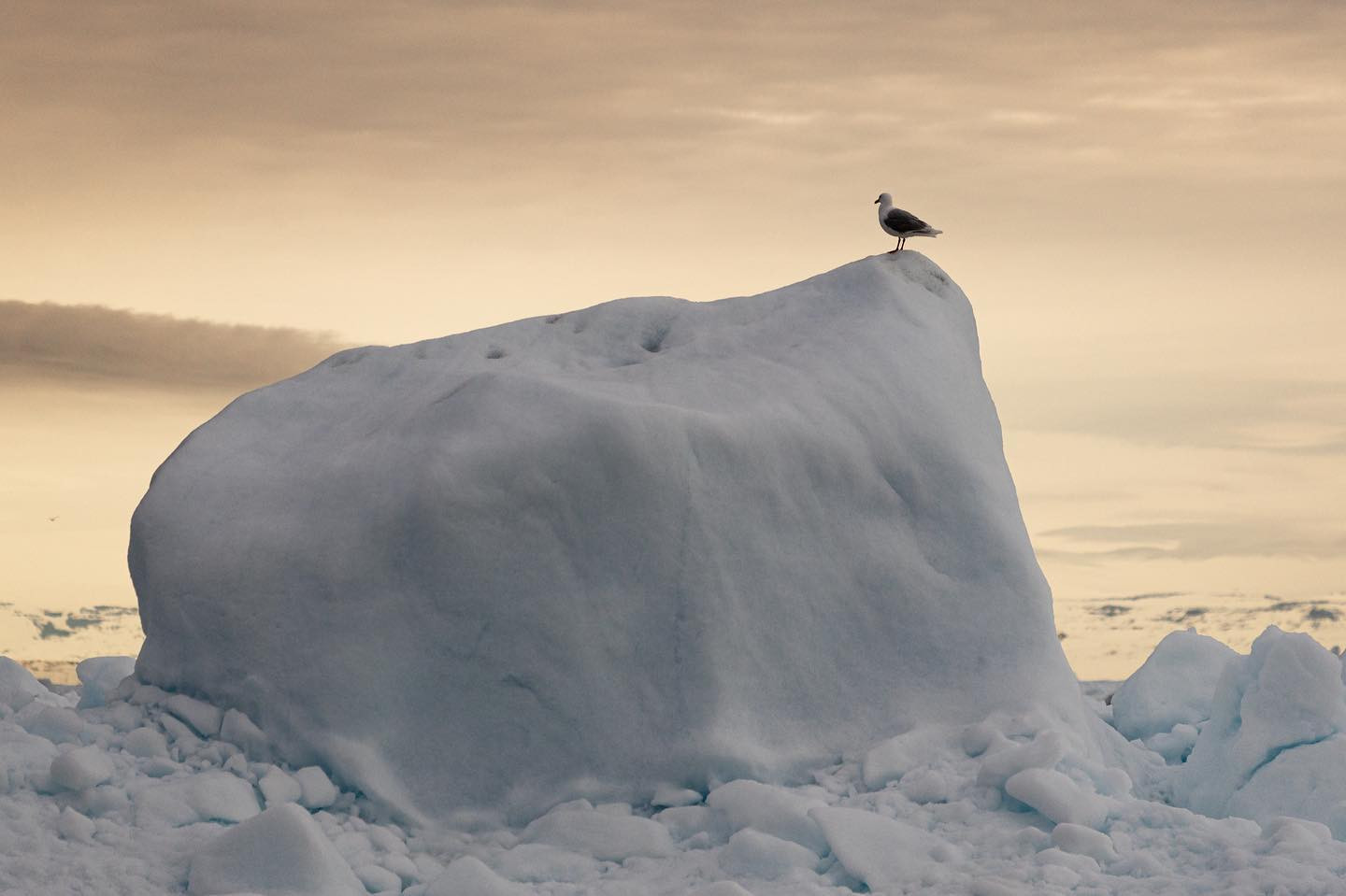 #seagull keeping an eye on the ice, because… I guess someone’s gotta. #icerberg #greenland #canoneosr6markii #eosr6markii #canon70300mm