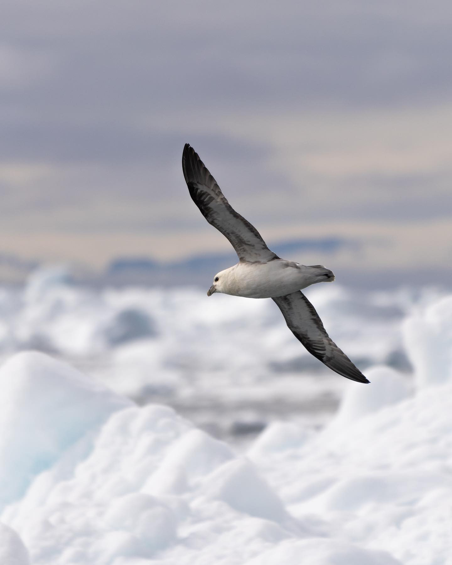 #northernfulmar (Mallemuk) in flight over the #icefjord. #greenland #birdsofinstagram #midnightsun #canoneosr6markii #eosr6markii #canon70300 @worldofgreenland