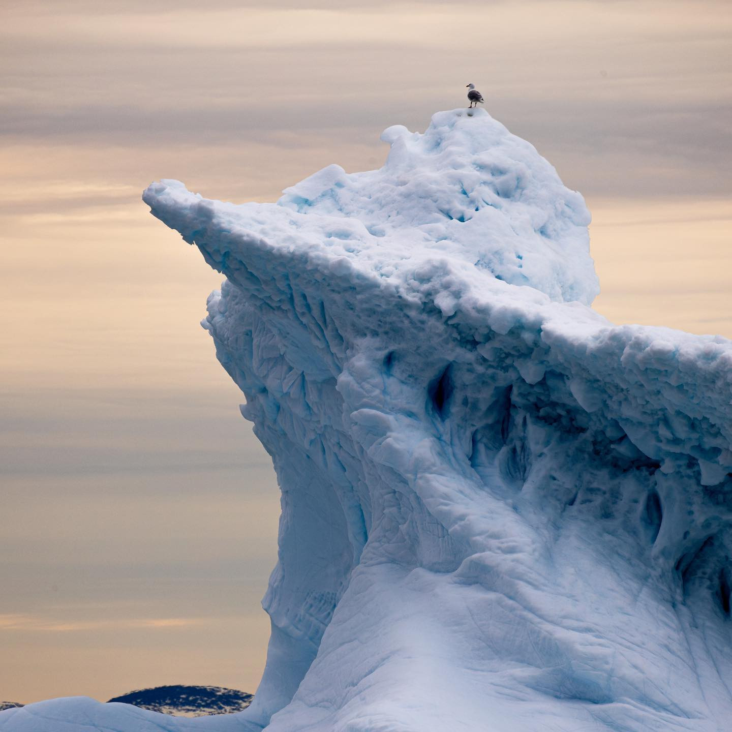 #iceberg #seagull #greenland #canoneosr6markii #eosr6markii #canon600mmf11 @worldofgreenland