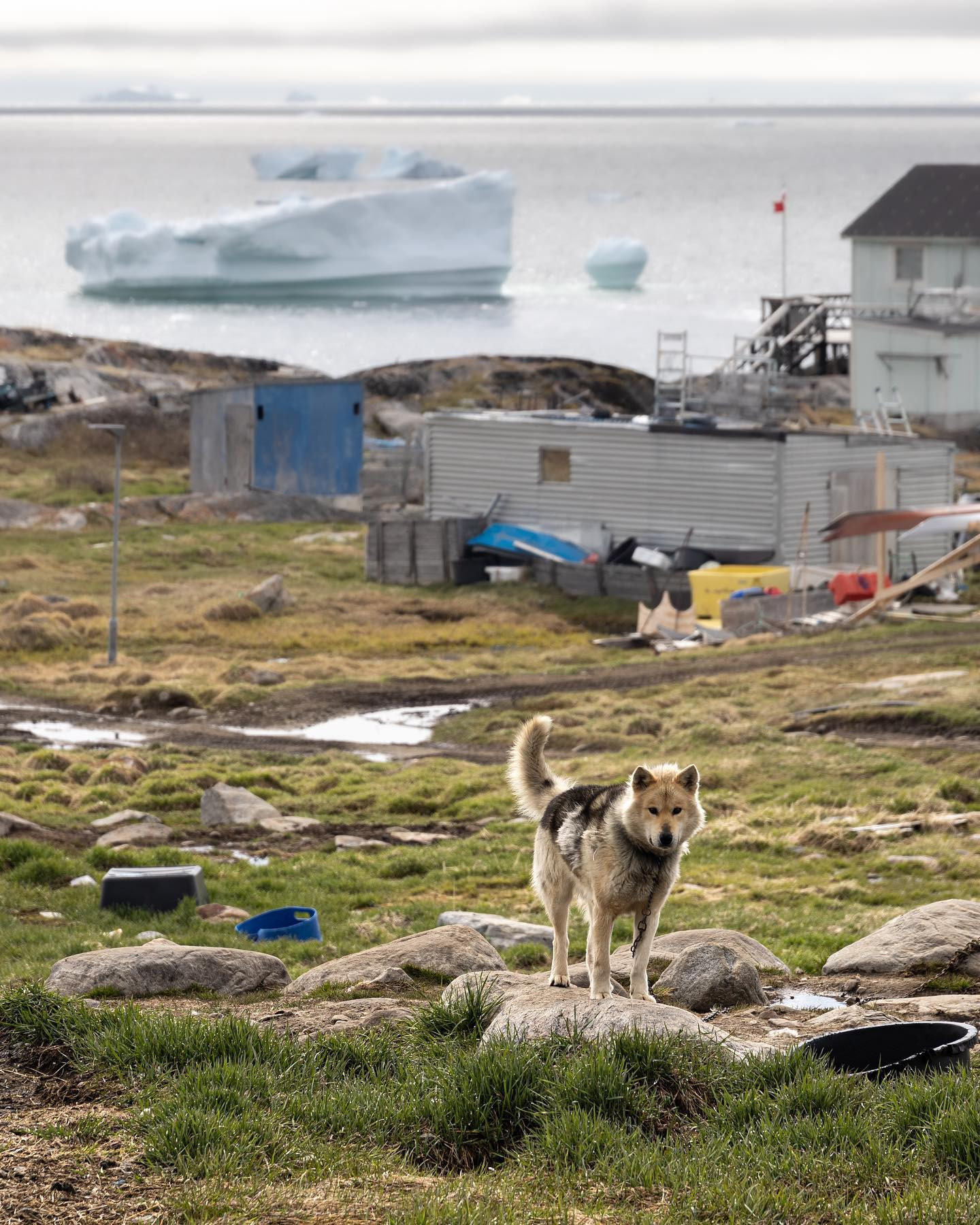 #greenlanddog #canoneosr6markii #eosr6markii #sigma24105art