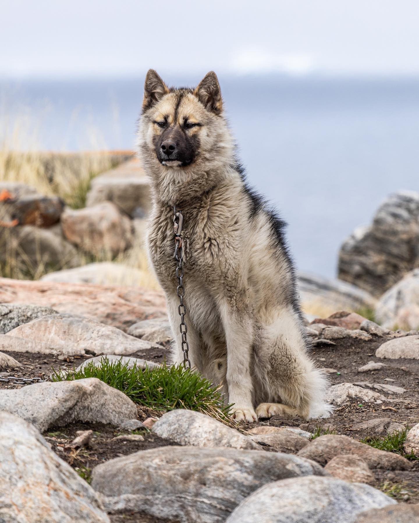 #greenlanddog posing big time. #canoneosr6markii #eosr6markii #canon600mmf11 #greenland