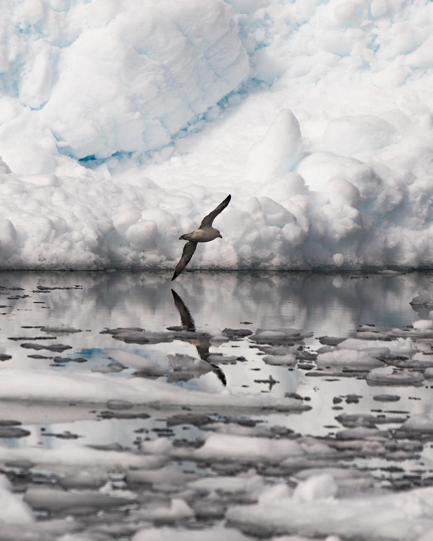 Northern Fulmar (Mallemuk) almost skimming the icy waters of Disko Bay. #northernfulmar #birdsofinstagram #greenland #icefjord #greenland #canoneosr6markii #eosr6markii #canon70300mm