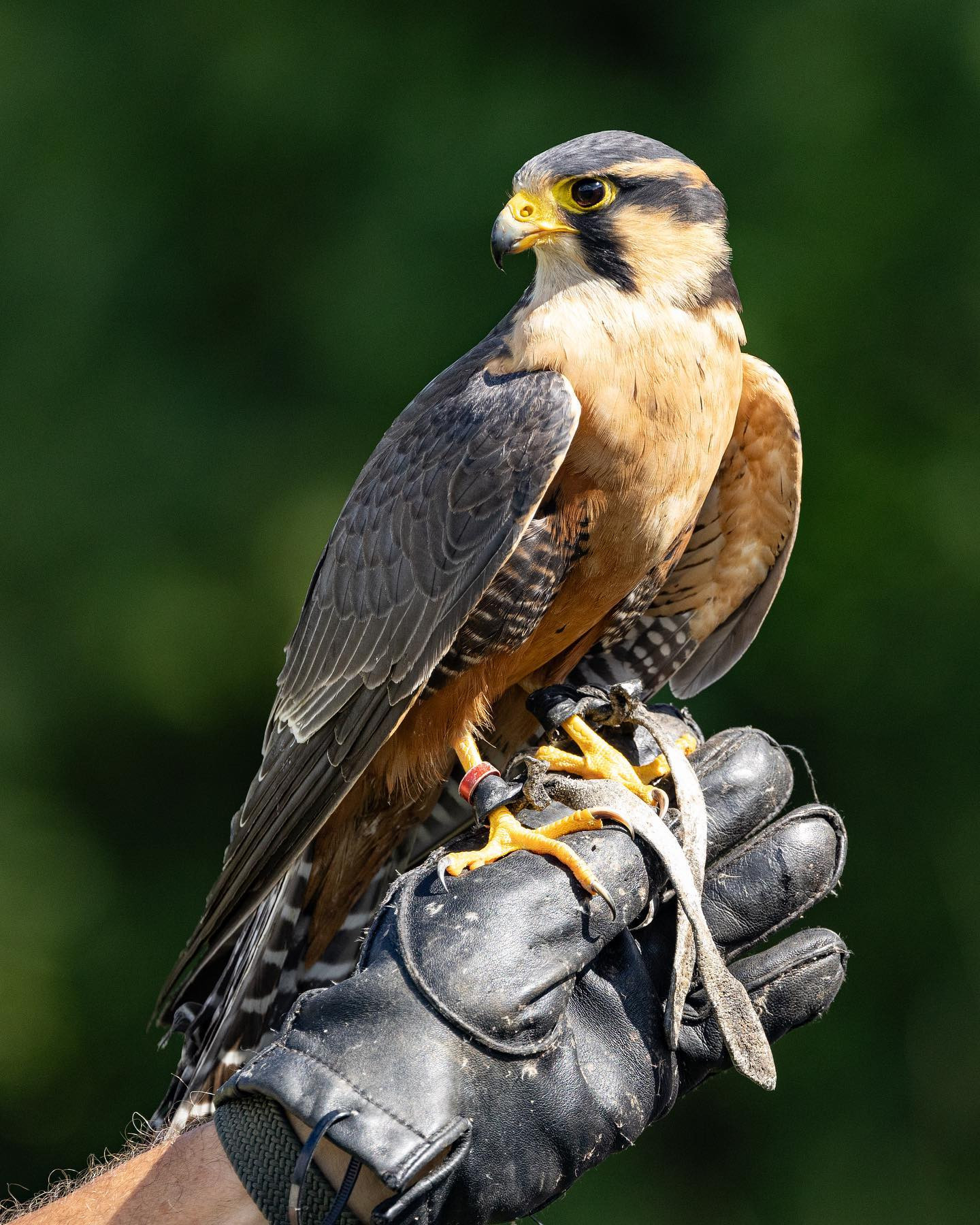 I treated myself to a new lens and to break it in I went to a falconry show. Here it’s an Aplomado Falcon #aplomadofalcon #falcon @falkonergaardenfredensborg #birdsofinstagram #canoneosr6markii #eosr6markii #canon100500rf #birdphotography