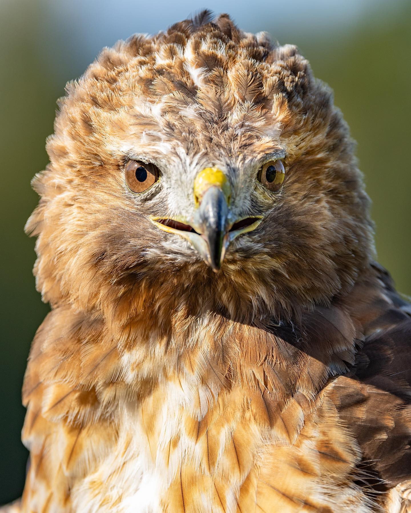 Red tailed buzzard (Rødhalet musvåge). #canoneosr6markii #eosr6markii #canon100500rf #birdsofinstagram #buzzard #buzzardsofinstagram #birdphotography