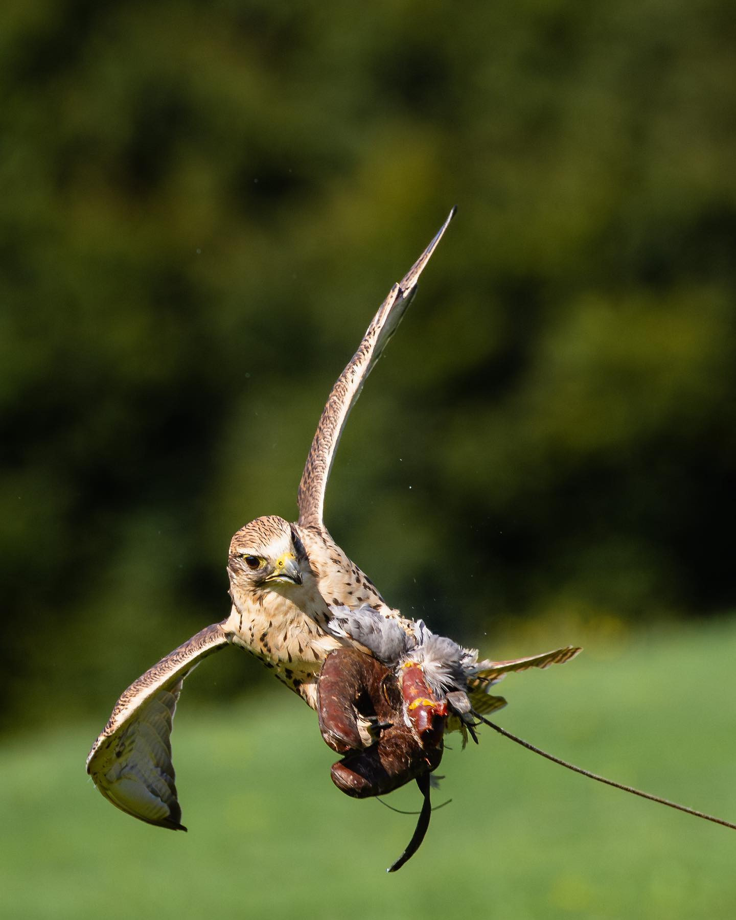 Saker falcon (slagfalk) strikes the lure. It's one fast bird with a top speed of 320 km/h in a dive. Even at 1/4000 it's difficult to freeze the motion. #falcon #falcons #sakerfalcon #birdsofinstagram #falconsofinstagram #birdphotography