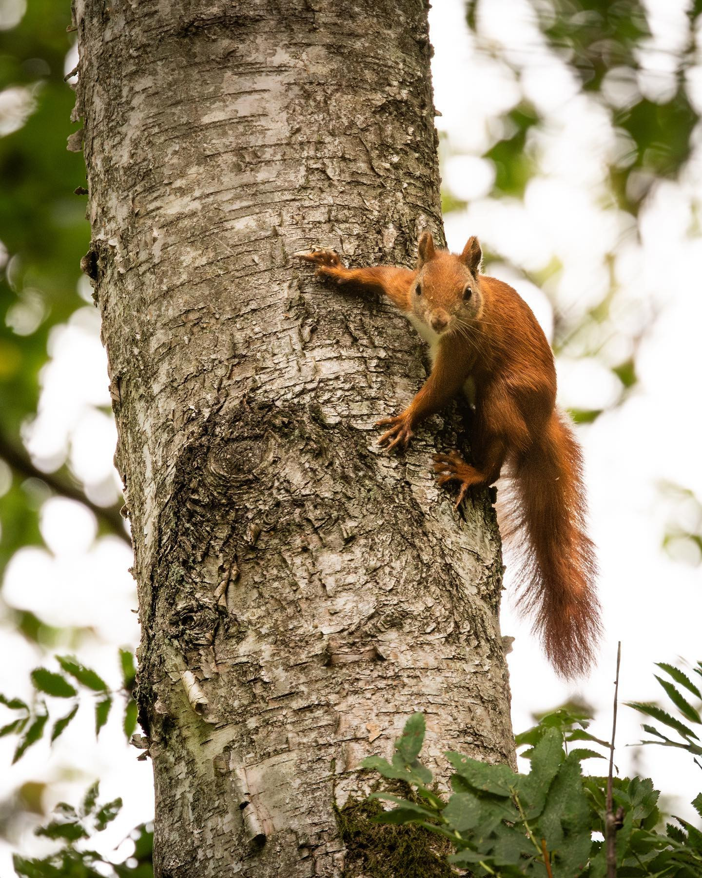 Angry #squirrel. #canoneosr6markii #eosr6markii #canon100500rf