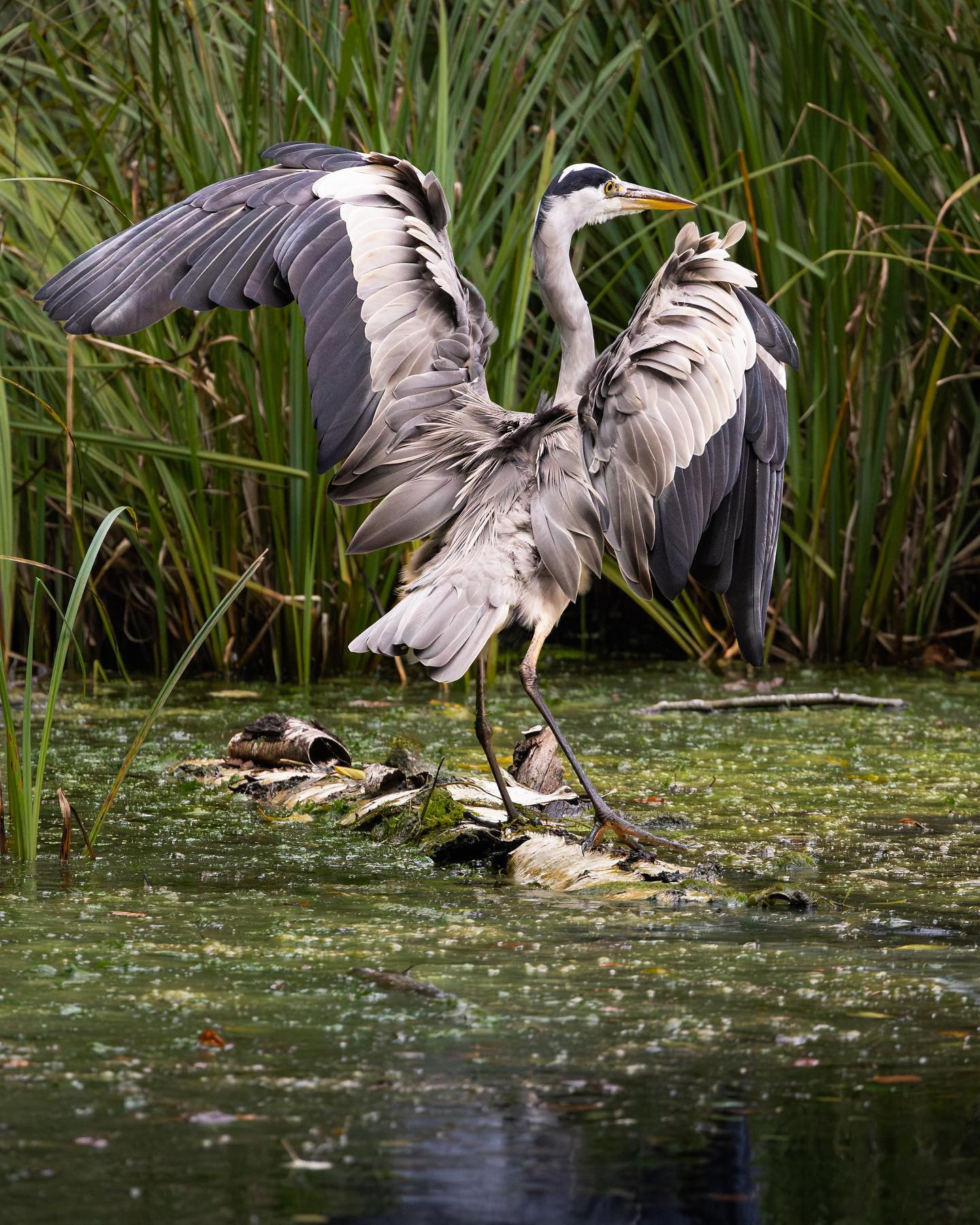Show off #heron. #heronsofinstagram #birdsofinstagram #canoneosr6markii #eosr6markii #canon100500rf #birdphotography