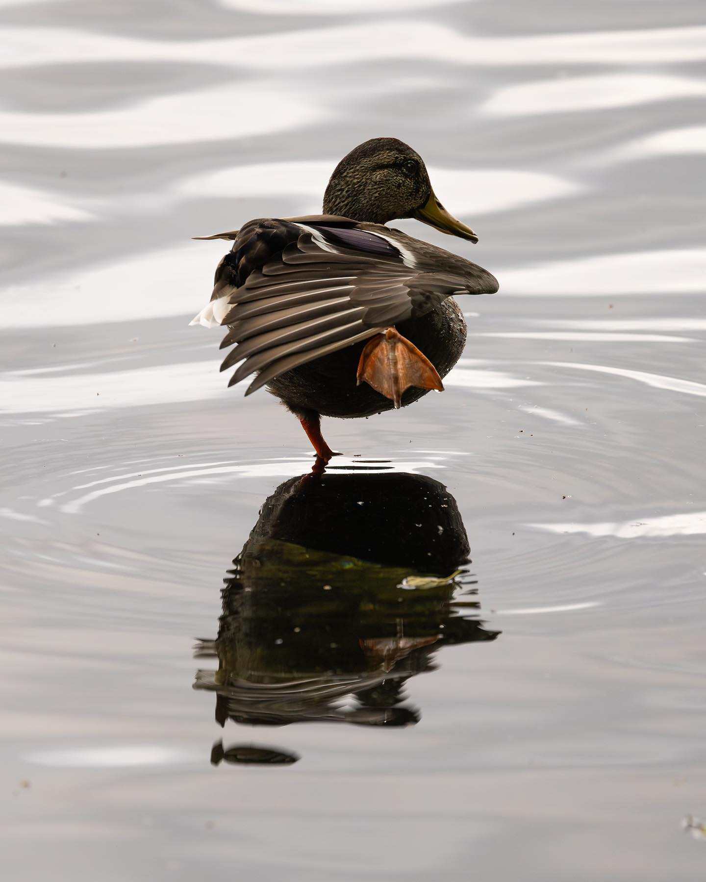 Talk to the... foot. #duck #ducksofinstagram #canoneosr6markii #eosr6markii #canon100500rf #birdphotography