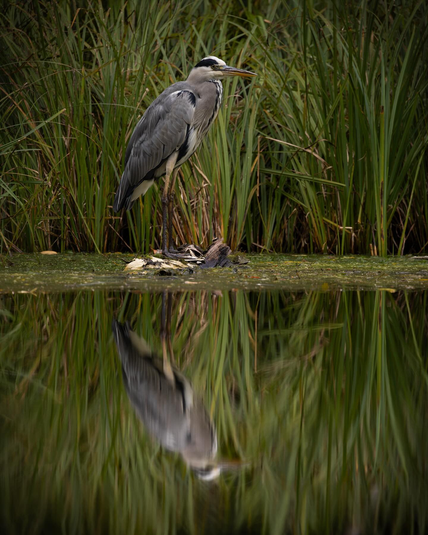 I can be your #heron, baby #canoneosr6markii #eosr6markii #canon100500rf #birdphotography