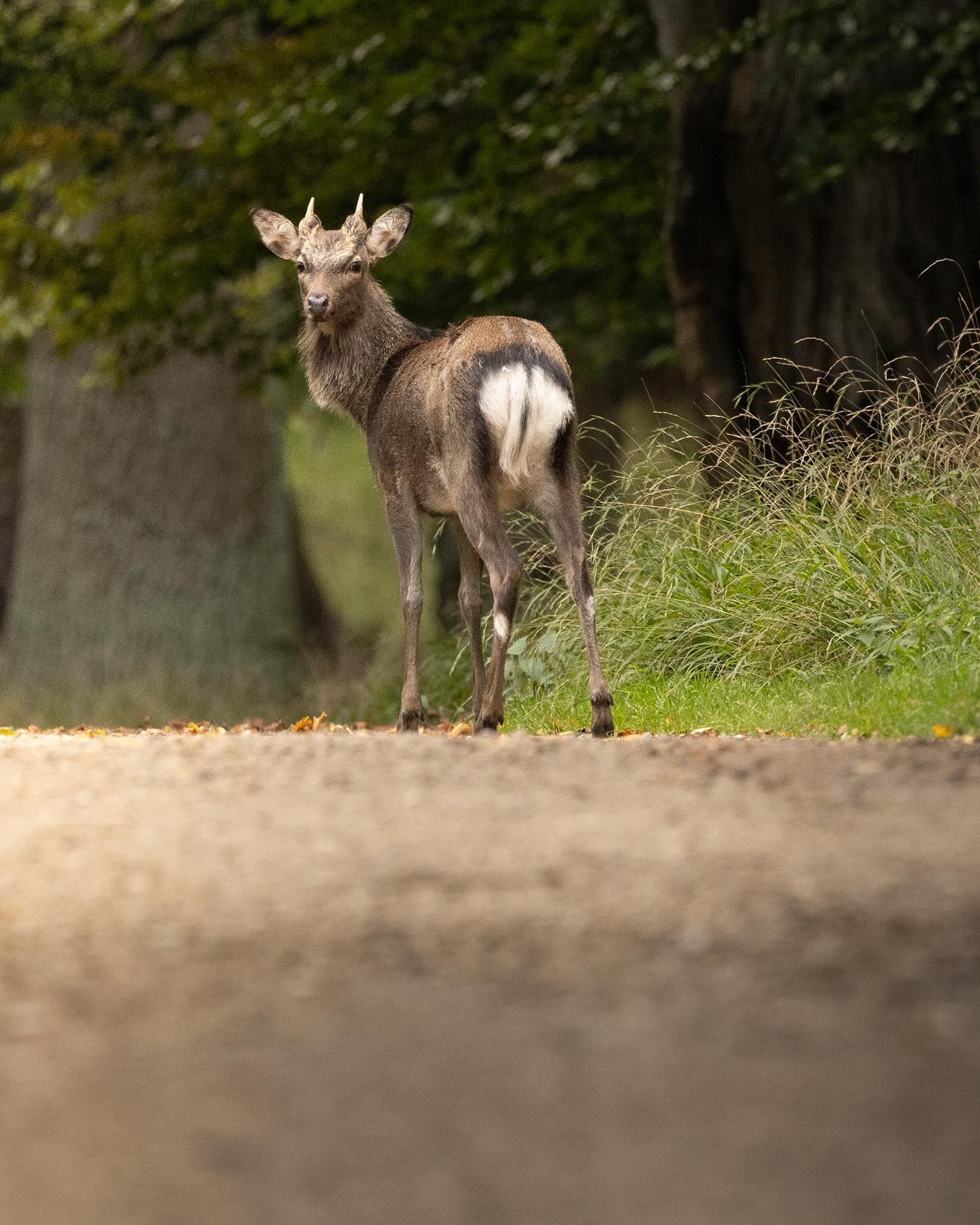 #sikadeer #deer #deersofinstagram #wildlife #canoneosr6markii #eosr6markii #canon100500rf