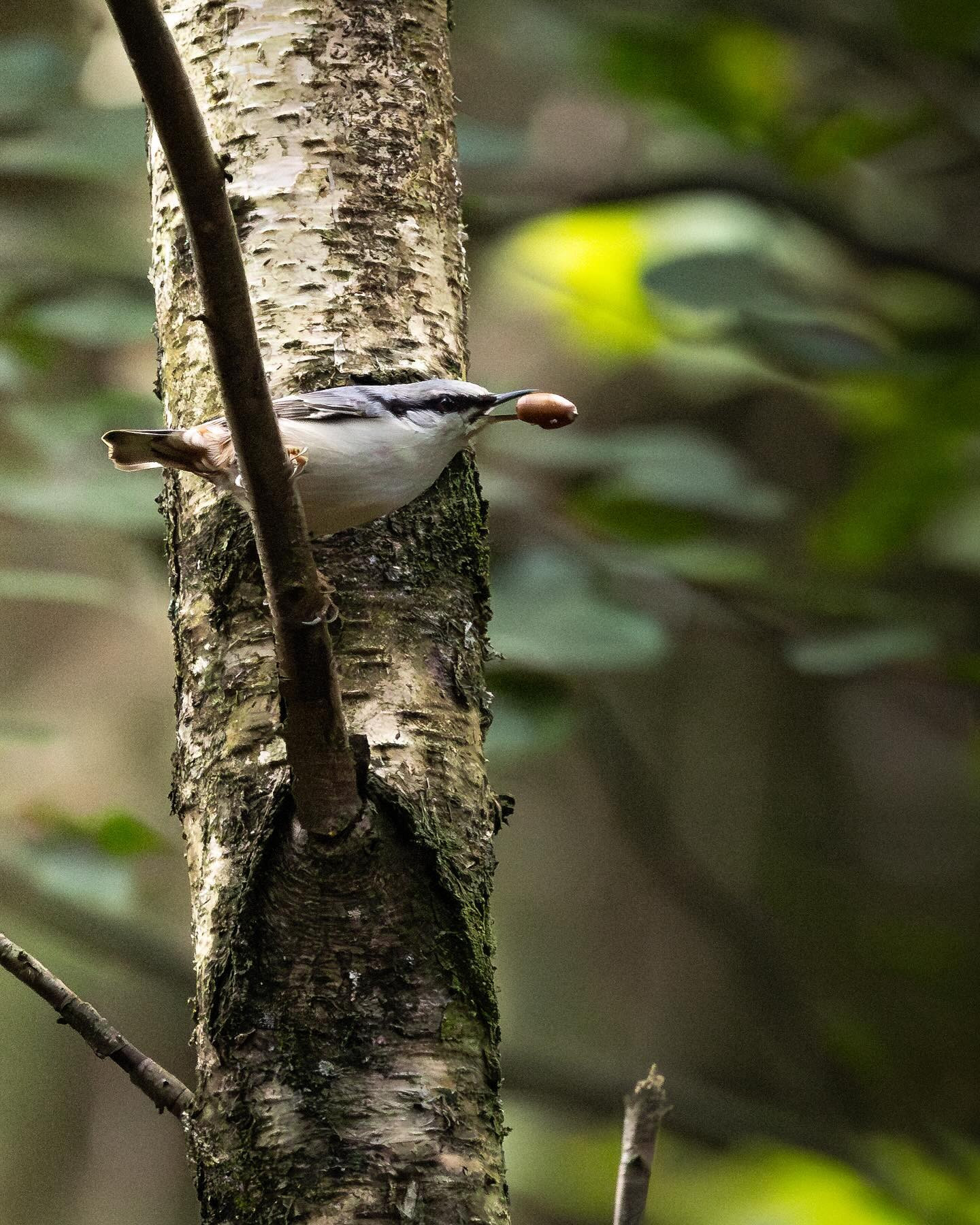 Eurasian nuthatch (Spætmejse) doing what it does best. Extremely fast and restless critters btw - really hard to capture. #eurasiannuthatch  #birdsofinstagram #birdphotography #canoneosr6markii #eosr6markii #canon100500rf