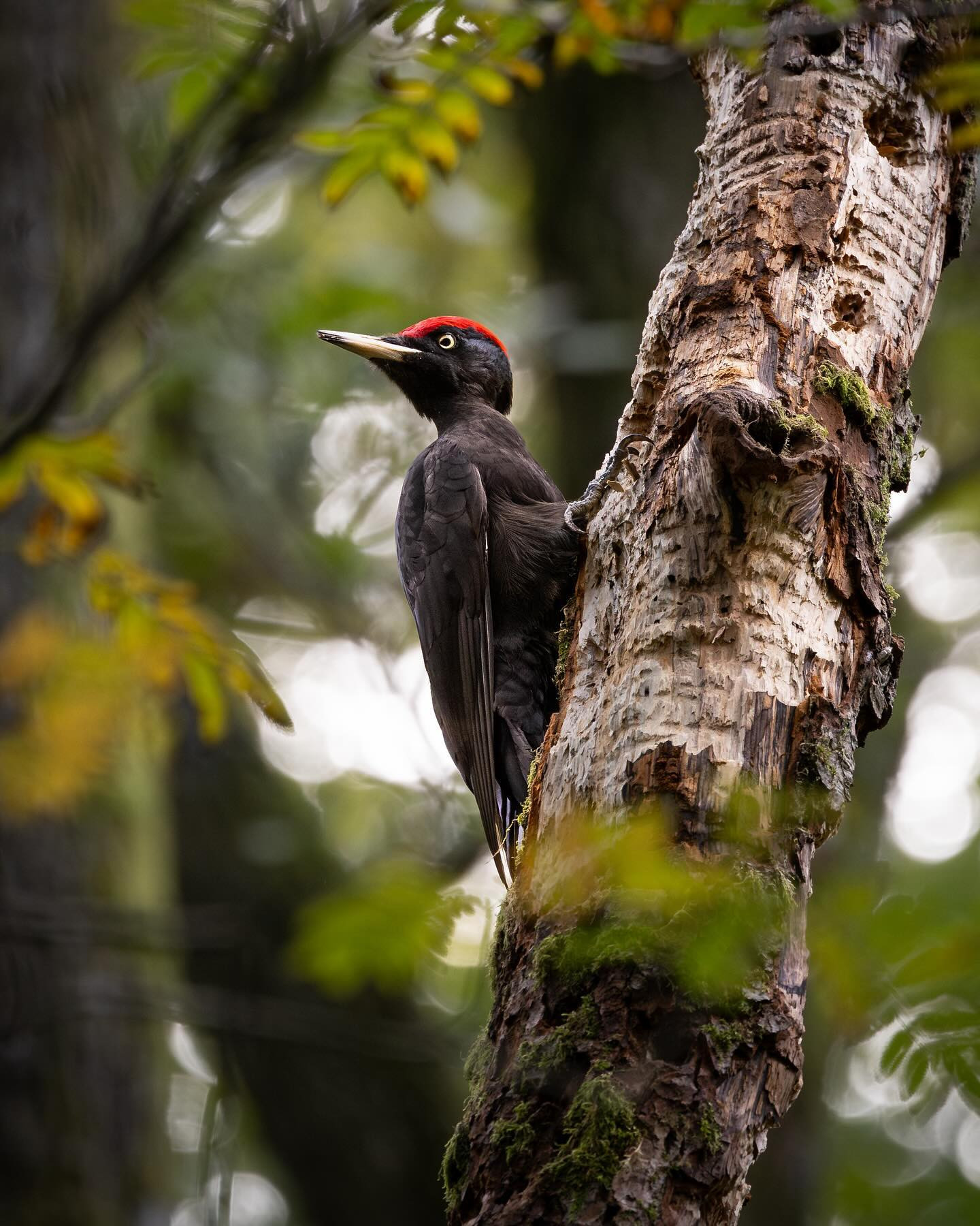This black woodpecker (Sortspætte) was hard at work, and I heard it long before seeing it. They can make quite the racket. #woodpecker #birdphotography #birdsofinstagram #canoneosr6markii #eosr6markii #canon100500rf