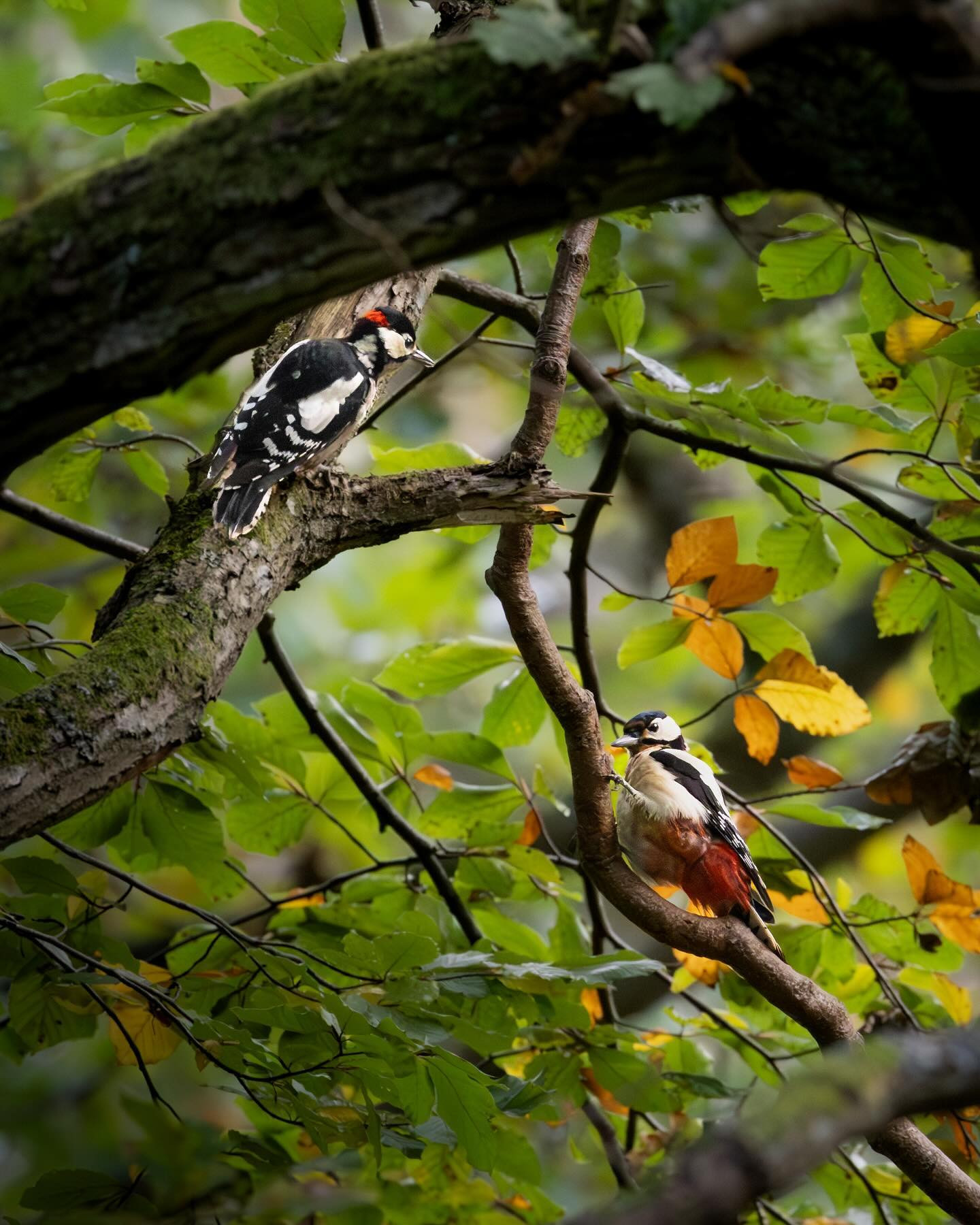 2 great spotted woodpeckers (stor flagpætte). When taking the shot I only saw one of them - they can be surprisingly hard to spot despite their fancy coloured plumage. #woodpecker #birdsofinstagram #birdphotography #canoneosr6markii #eosr6markii #canon100500rf
