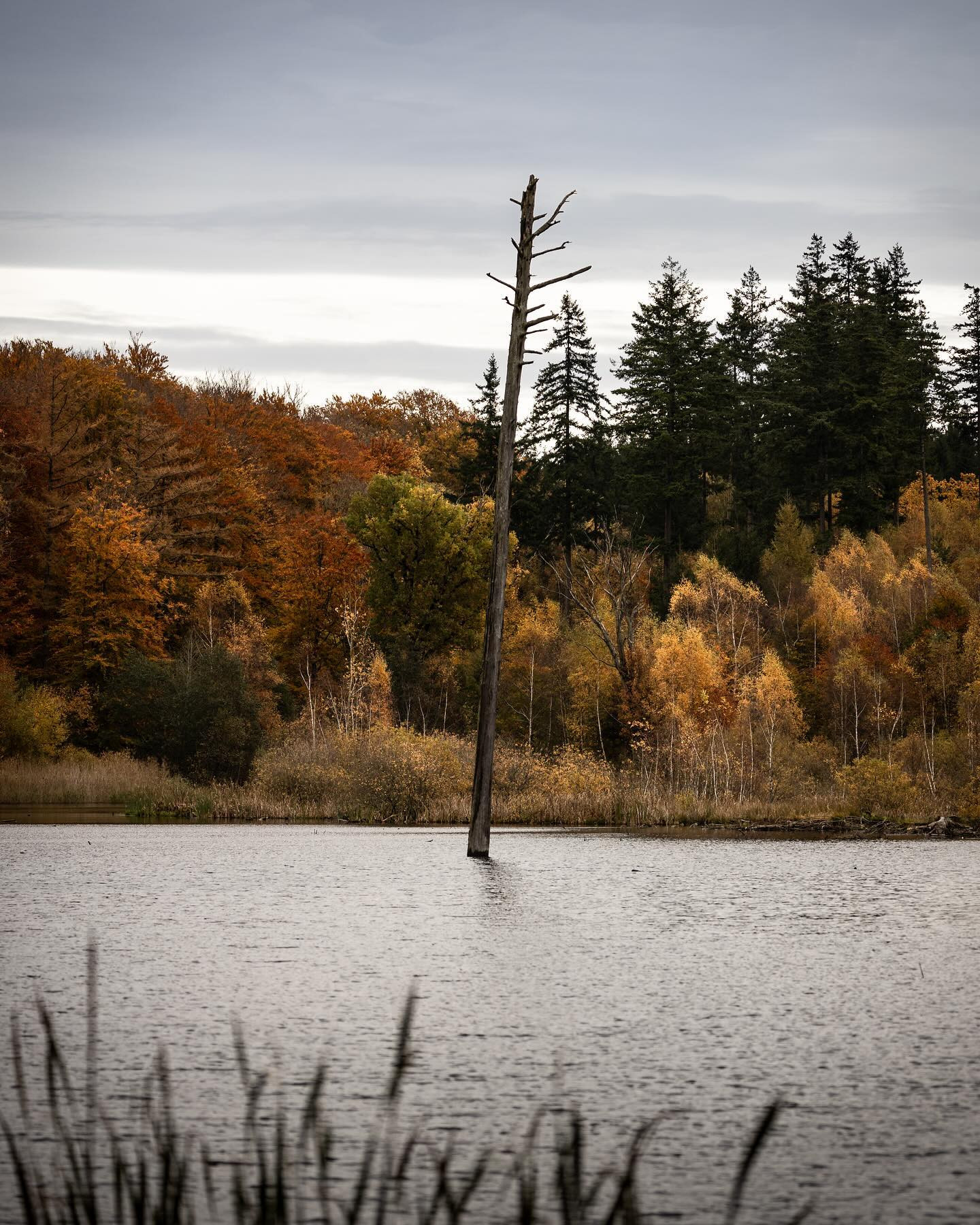 #autumn #autumnvibes #landscapephotography #canoneosr6markii #eosr6markii #sigma24105art